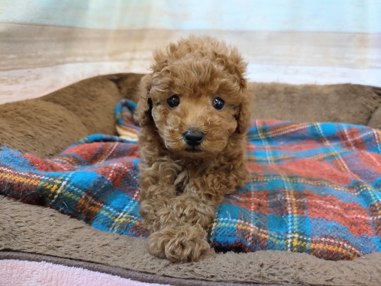 群馬県のトイプードル(トイ) (ペッツワン青柳店/2026年2月3日生まれ/男の子/レッド)の子犬の1枚目の画像