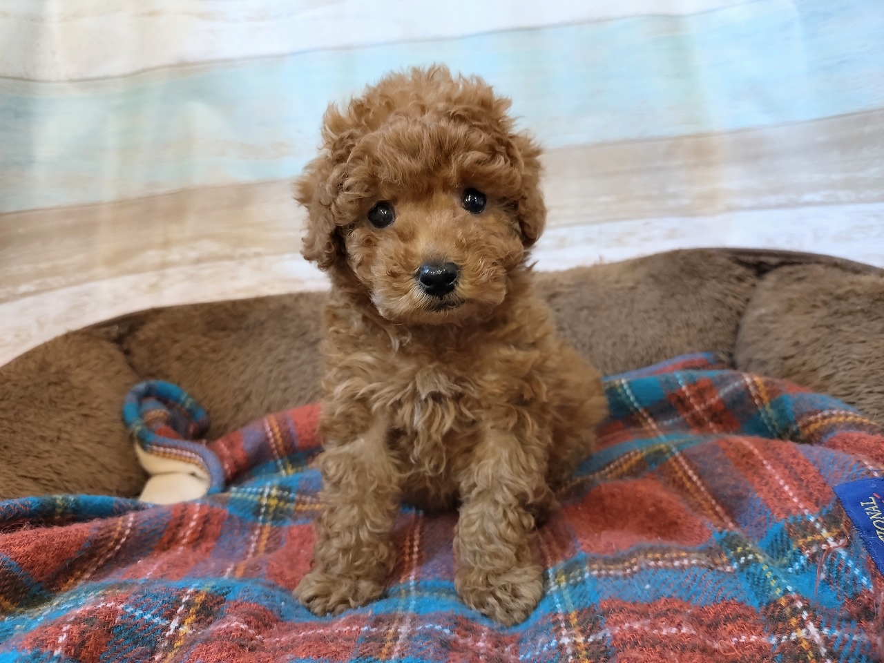 群馬県のトイプードル(トイ) (ペッツワン青柳店/2026年2月3日生まれ/男の子/レッド)の子犬の2枚目の画像