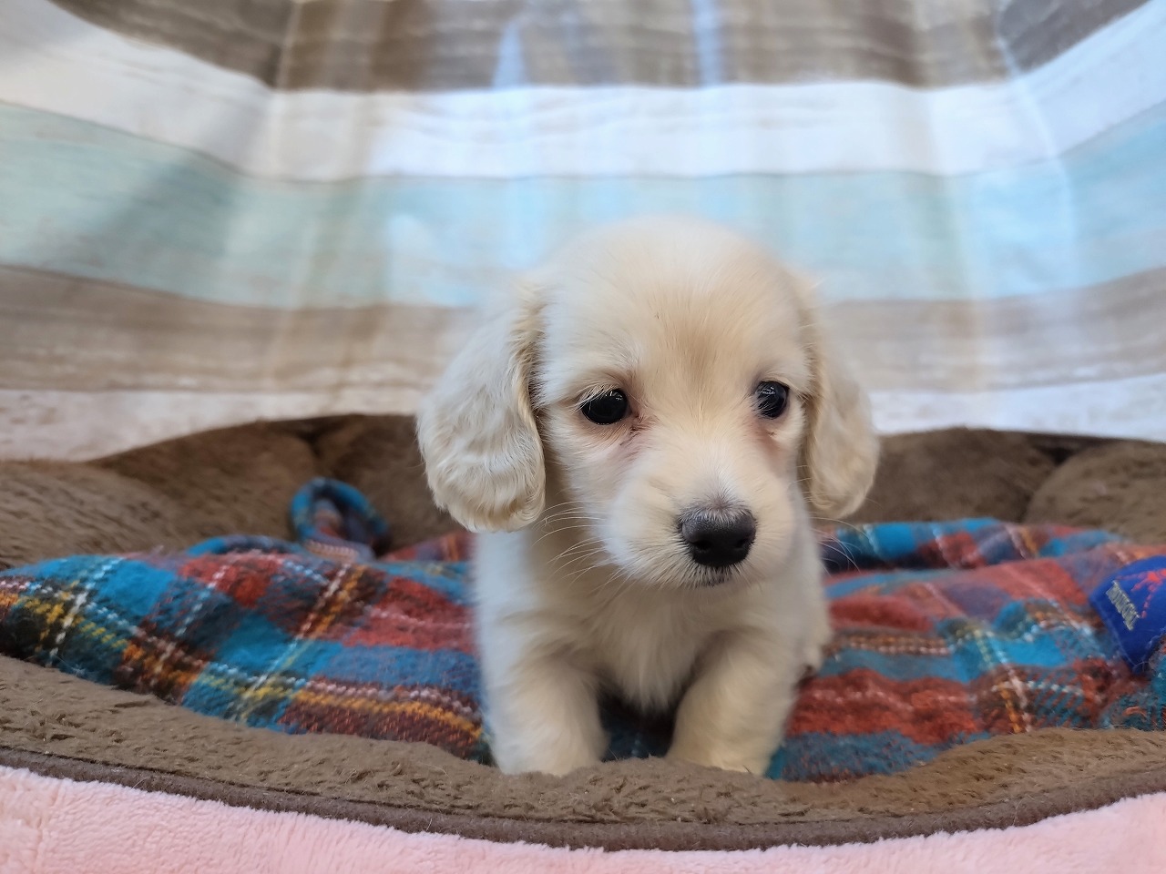 群馬県のミニチュアダックスフンド(ロング) (ペッツワン青柳店/2026年2月3日生まれ/女の子/イエロー)の子犬の2枚目の画像