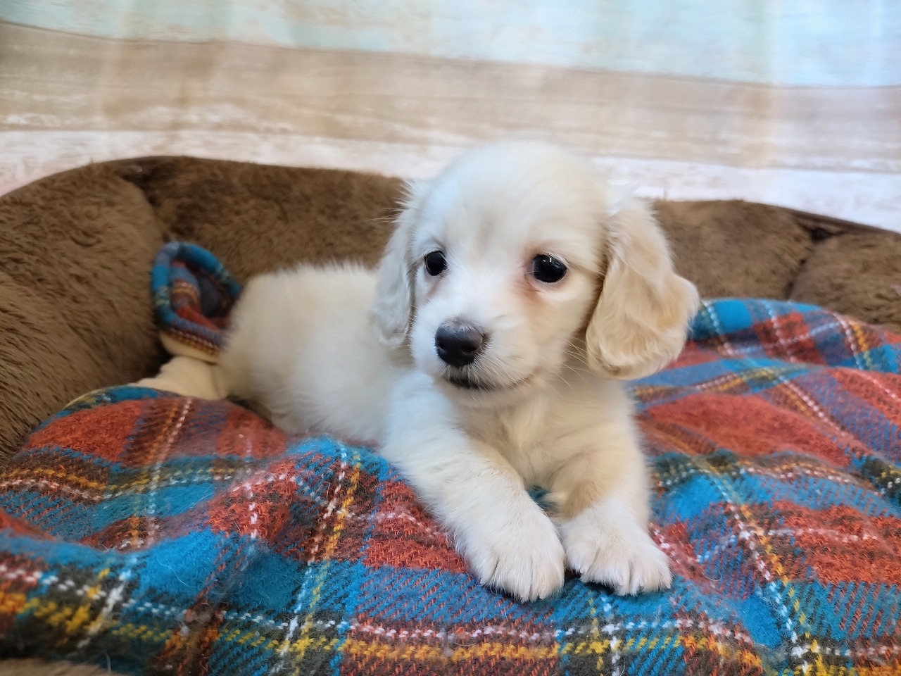 群馬県のミニチュアダックスフンド(ロング) (ペッツワン青柳店/2026年2月3日生まれ/女の子/イエロー)の子犬の1枚目の画像