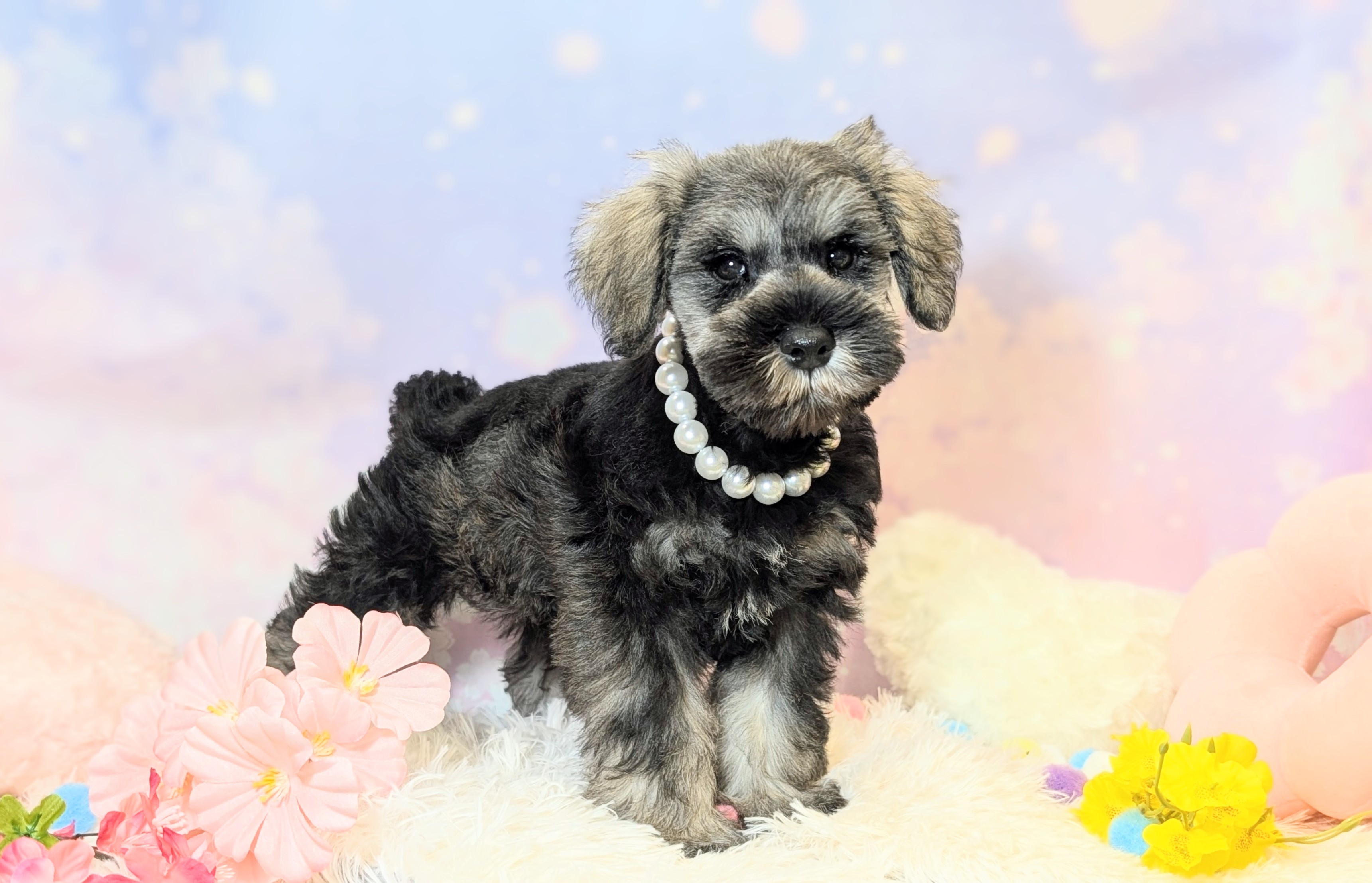 兵庫県のミニチュアシュナウザー (ペッツワン神戸西神南店/2026年1月31日生まれ/男の子/ソルトペッパー)の子犬の2枚目の画像