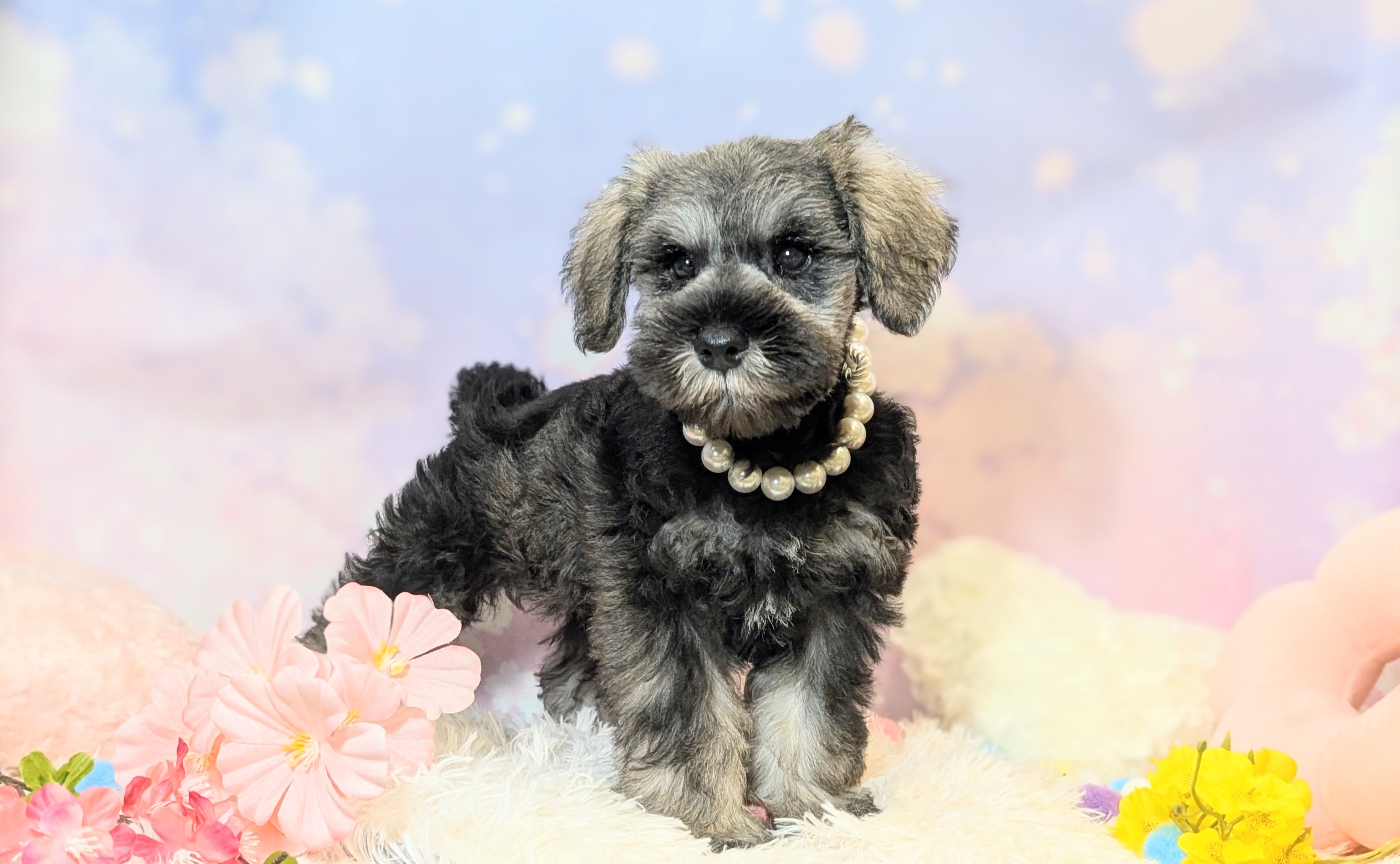 兵庫県のミニチュアシュナウザー (ペッツワン神戸西神南店/2026年1月31日生まれ/男の子/ソルトペッパー)の子犬の3枚目の画像