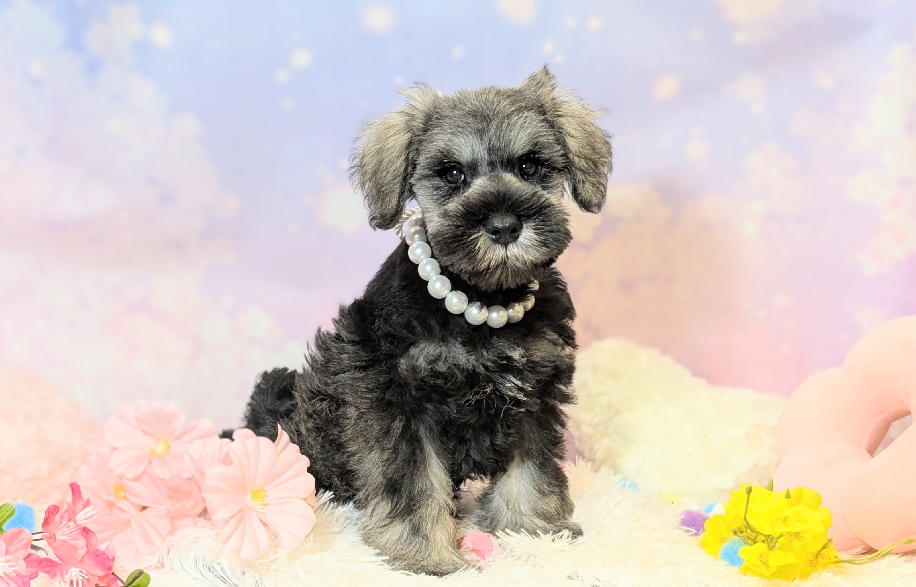 兵庫県のミニチュアシュナウザー (ペッツワン神戸西神南店/2026年1月31日生まれ/男の子/ソルトペッパー)の子犬の1枚目の画像