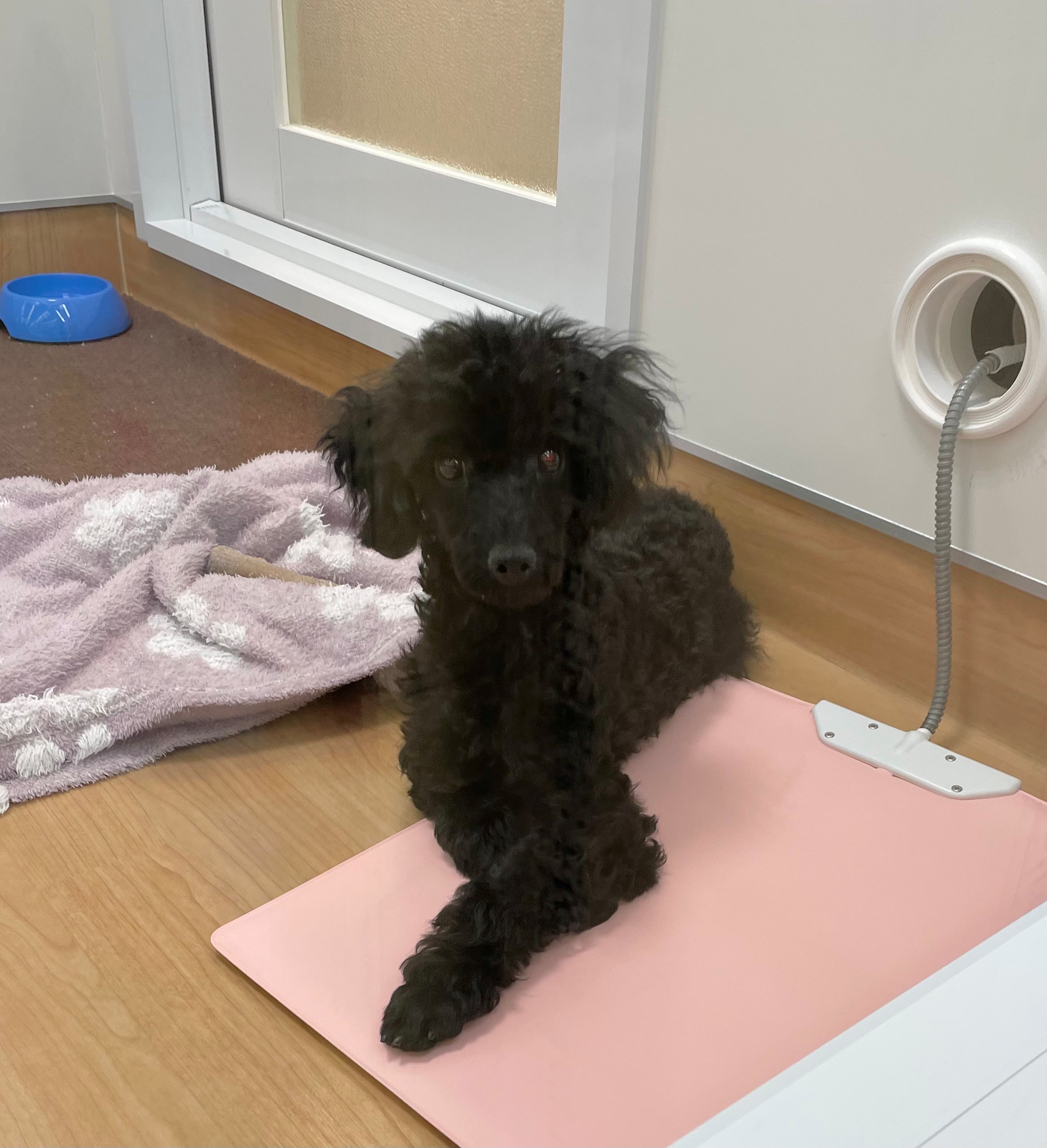 岐阜県のトイプードル(トイ) (ペッツワン可児店/2025年10月23日生まれ/女の子/ブラック)の子犬の2枚目の画像