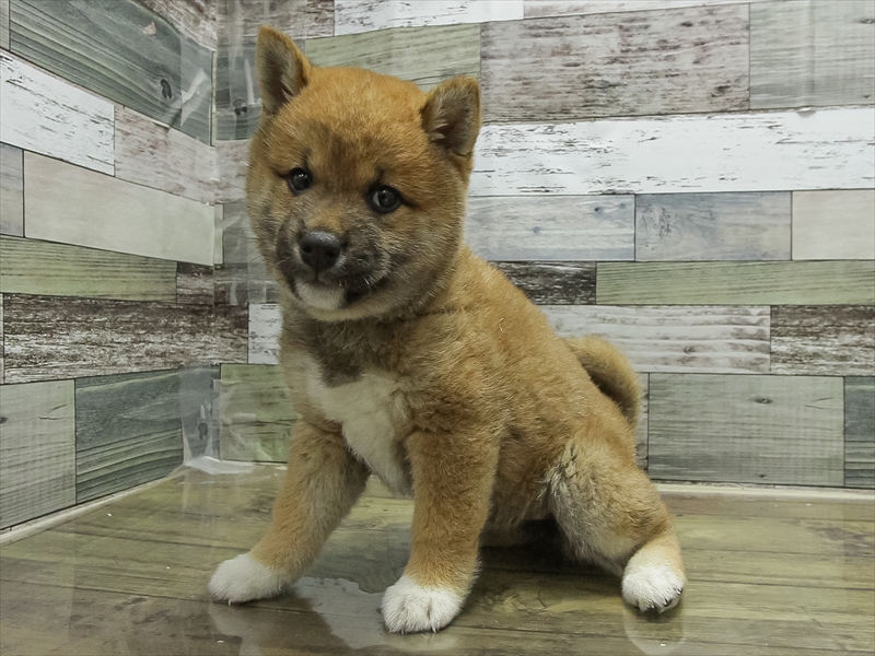 愛知県の柴犬(標準サイズ) (ペッツワン小牧店/2026年2月6日生まれ/女の子/赤)の子犬