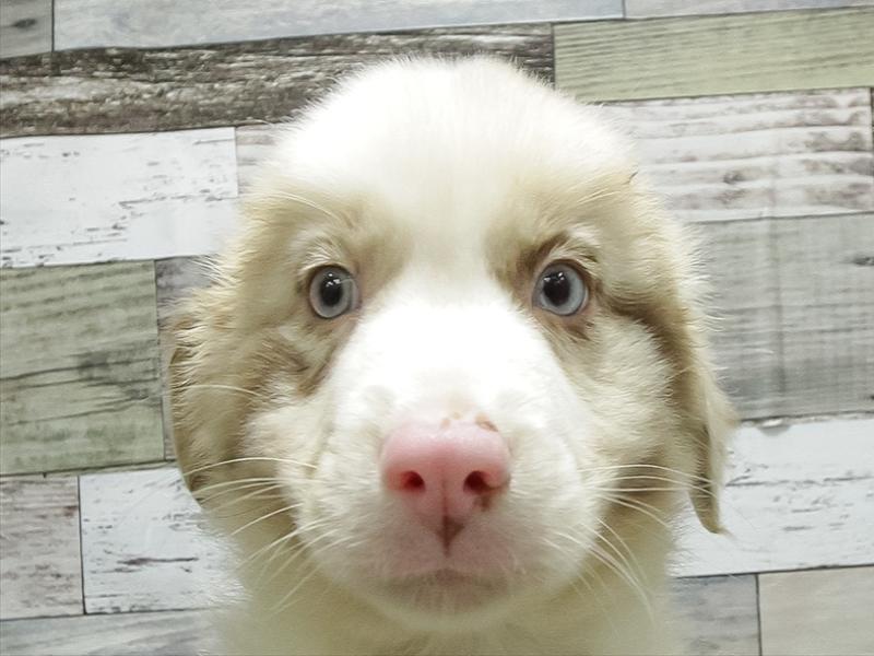 愛知県のオーストラリアンシェパード (ペッツワン小牧店/2026年2月3日生まれ/男の子/レッドマール)の子犬