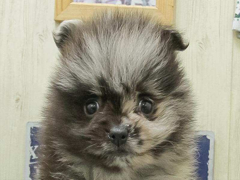 愛知県のポメラニアン (ペッツワン小牧店/2026年2月7日生まれ/男の子/ブルーマール)の子犬