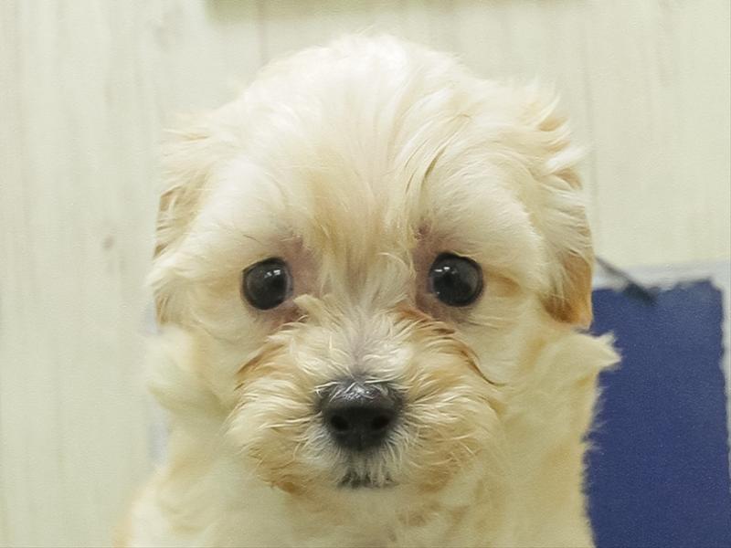 愛知県のハーフ犬・ミックス犬 (ペッツワン小牧店/2026年2月7日生まれ/女の子/クリーム)の子犬