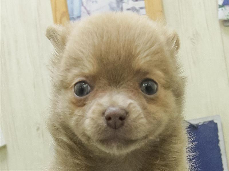 愛知県のチワワ(ロング) (ペッツワン小牧店/2026年2月7日生まれ/女の子/イザベラホワイト)の子犬