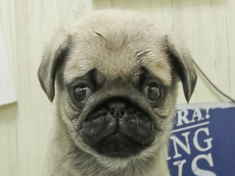 愛知県のパグ (ペッツワン小牧店/2026年2月5日生まれ/男の子/フォーン)の子犬