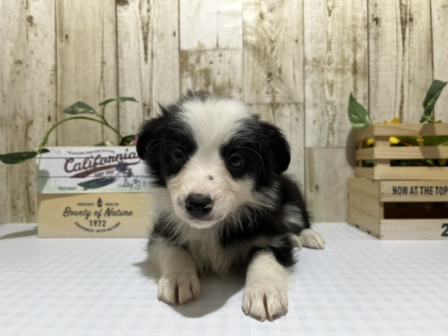 静岡県のボーダーコリー (ペッツワン浜松都田テクノ店/2026年2月7日生まれ/女の子/ブラックホワイト)の子犬