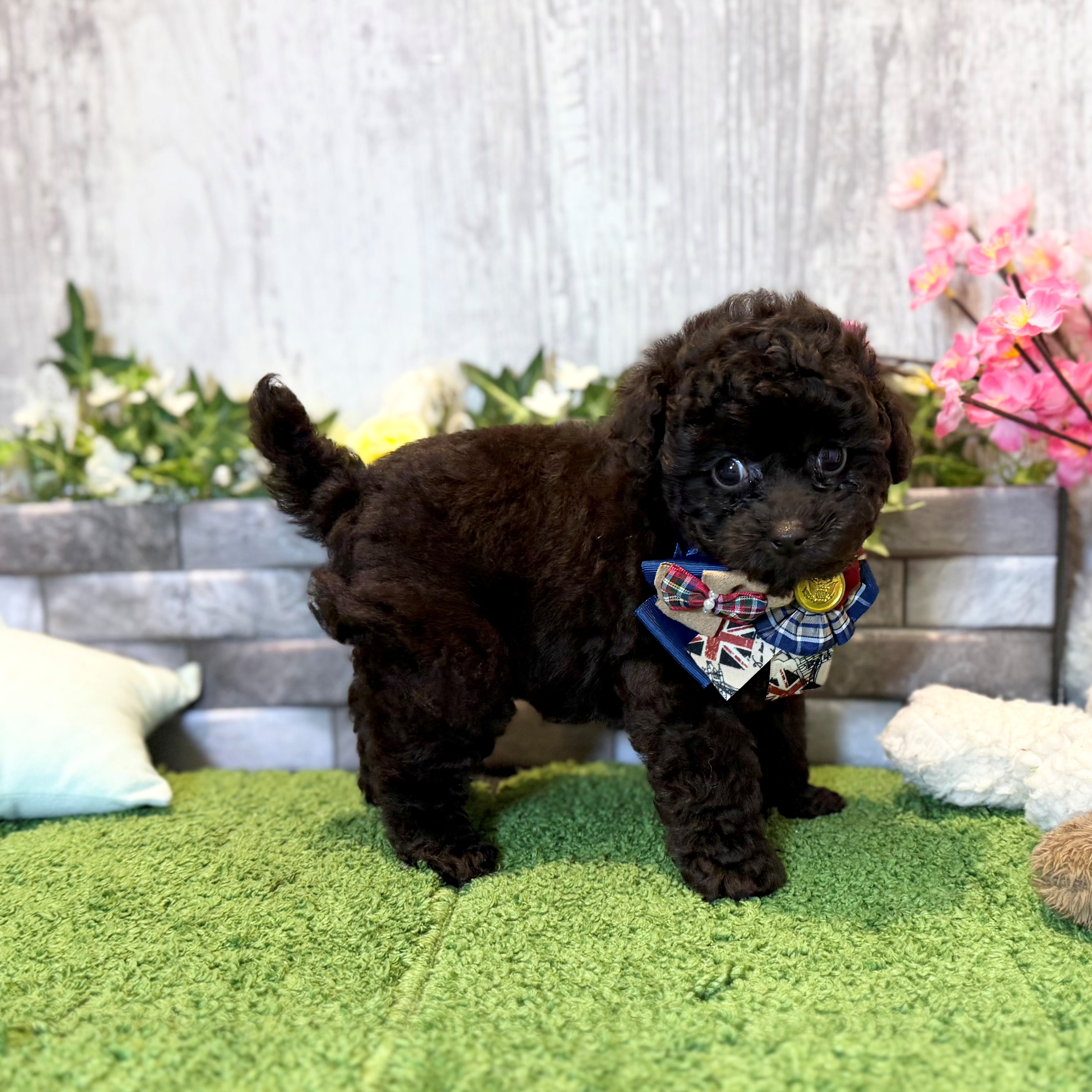 兵庫県のミニチュアプードル (ペッツワン姫路大津店/2026年2月3日生まれ/男の子/ブラウン)の子犬の2枚目の画像