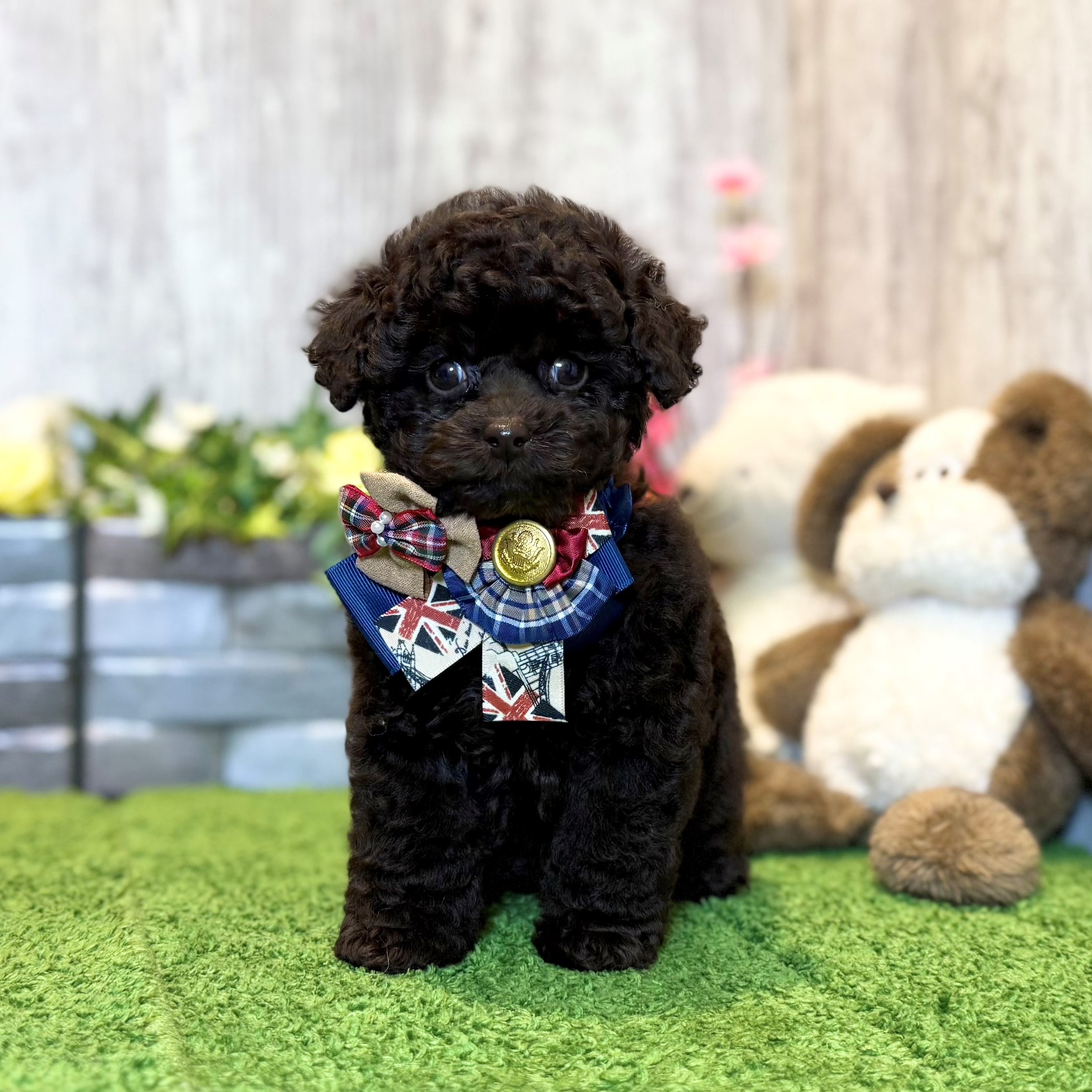 兵庫県のミニチュアプードル (ペッツワン姫路大津店/2026年2月3日生まれ/男の子/ブラウン)の子犬の1枚目の画像