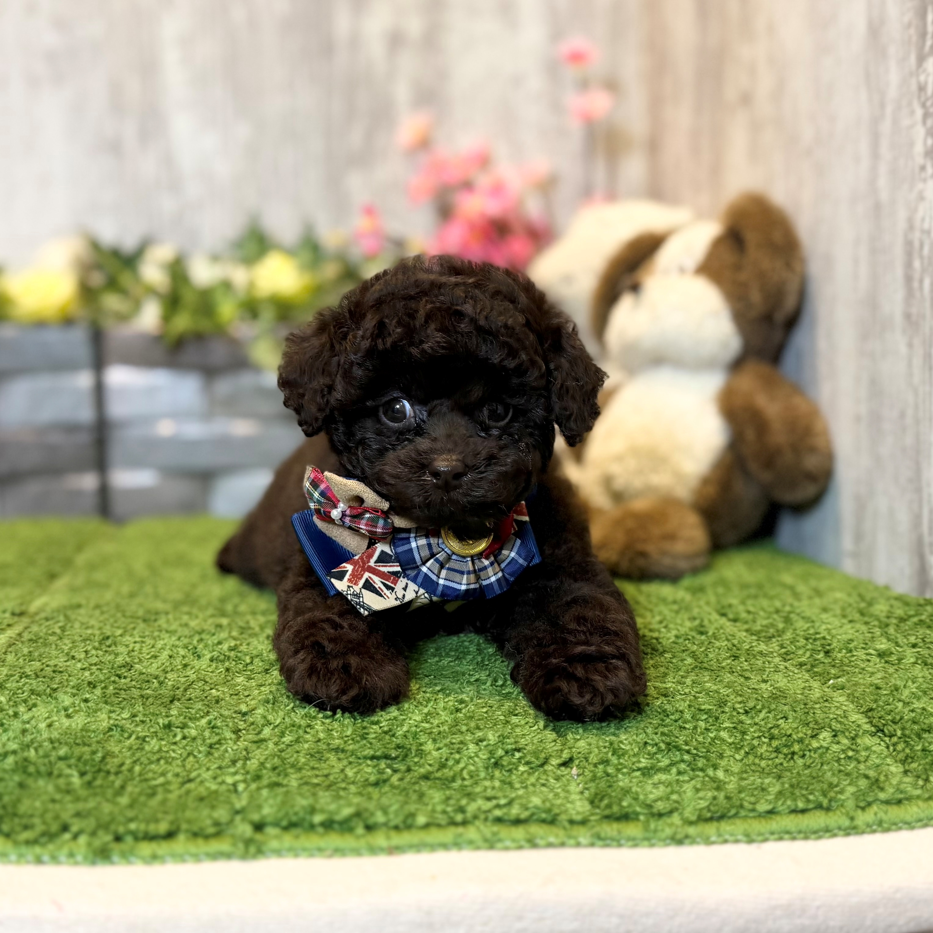 兵庫県のミニチュアプードル (ペッツワン姫路大津店/2026年2月3日生まれ/男の子/ブラウン)の子犬の3枚目の画像