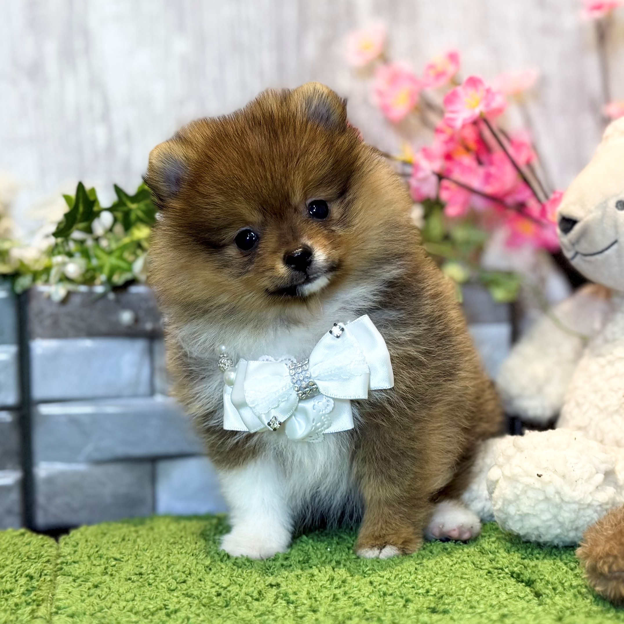 兵庫県のポメラニアン (ペッツワン姫路大津店/2026年2月5日生まれ/女の子/パーティーカラー)の子犬の1枚目の画像