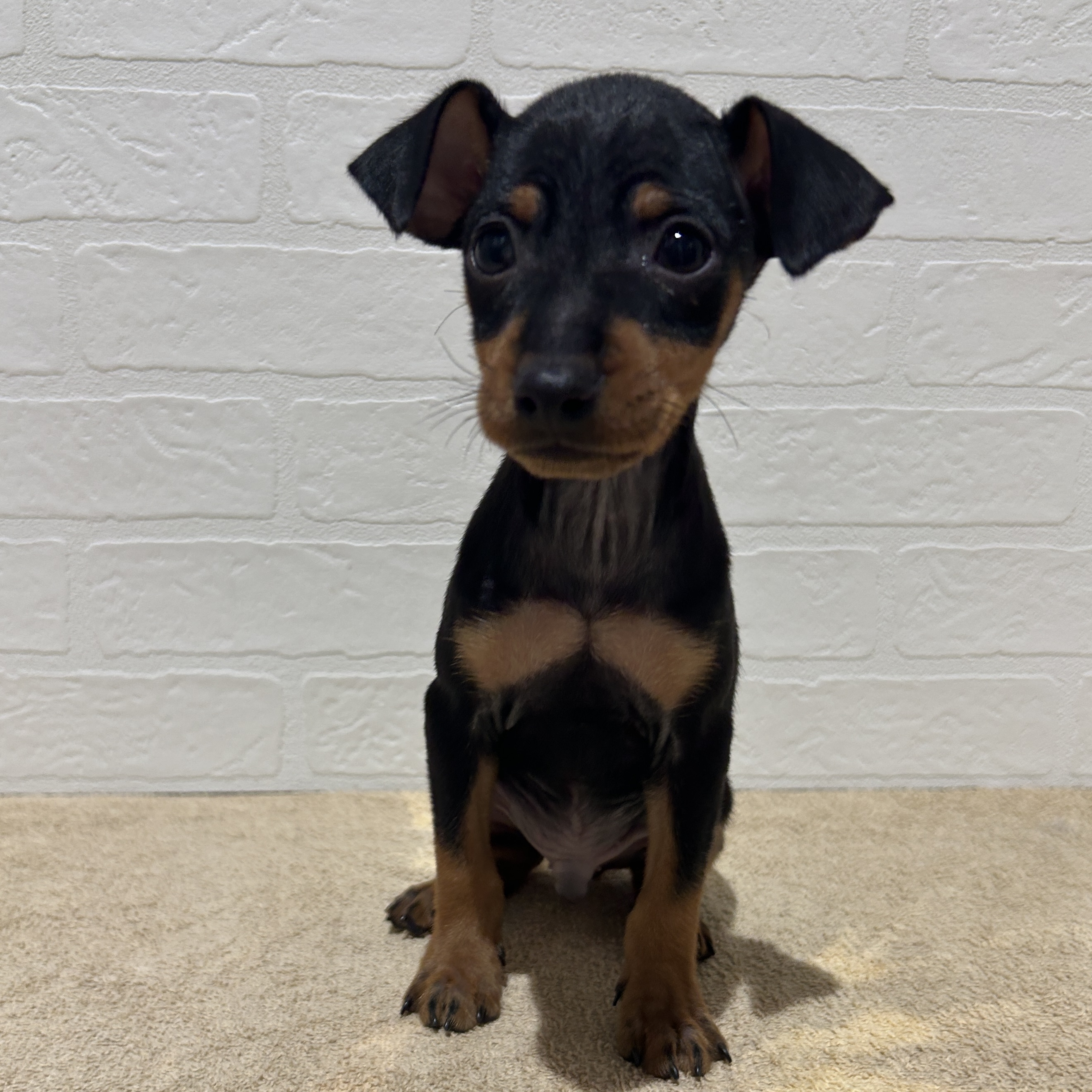 愛知県のミニチュアピンシャー (ペッツワン常滑店/2026年2月3日生まれ/男の子/ブラックタン)の子犬