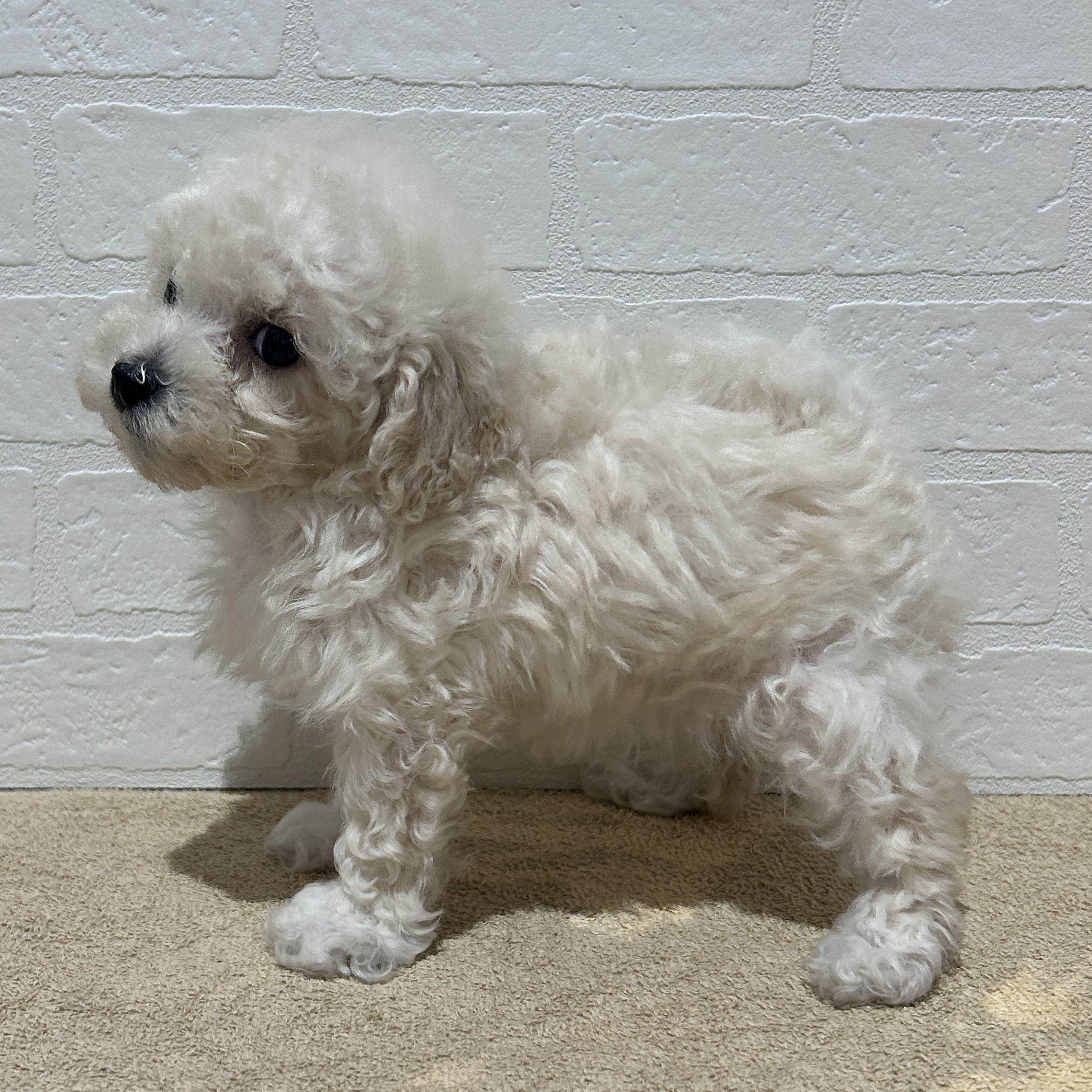 愛知県のトイプードル(トイ) (ペッツワン常滑店/2026年2月6日生まれ/女の子/ホワイト)の子犬の3枚目の画像