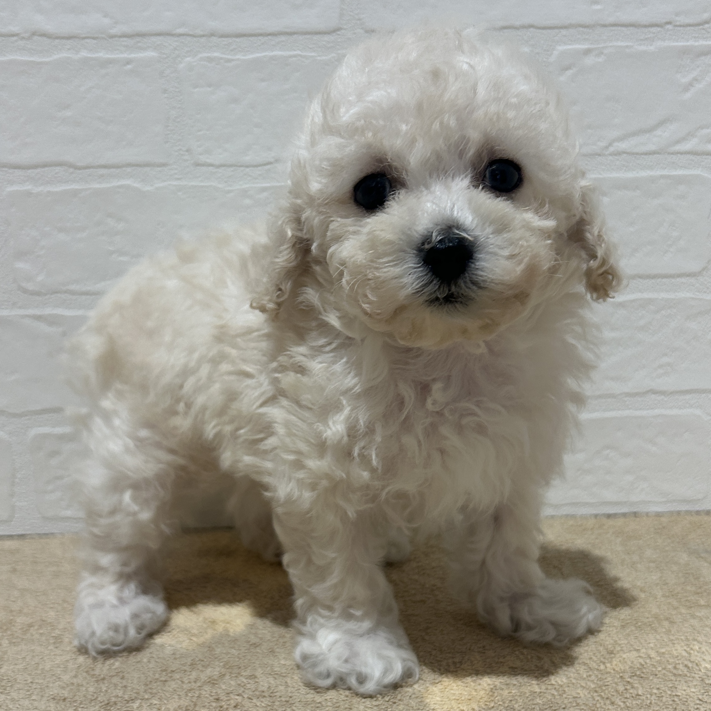 愛知県のトイプードル(トイ) (ペッツワン常滑店/2026年2月6日生まれ/女の子/ホワイト)の子犬の2枚目の画像