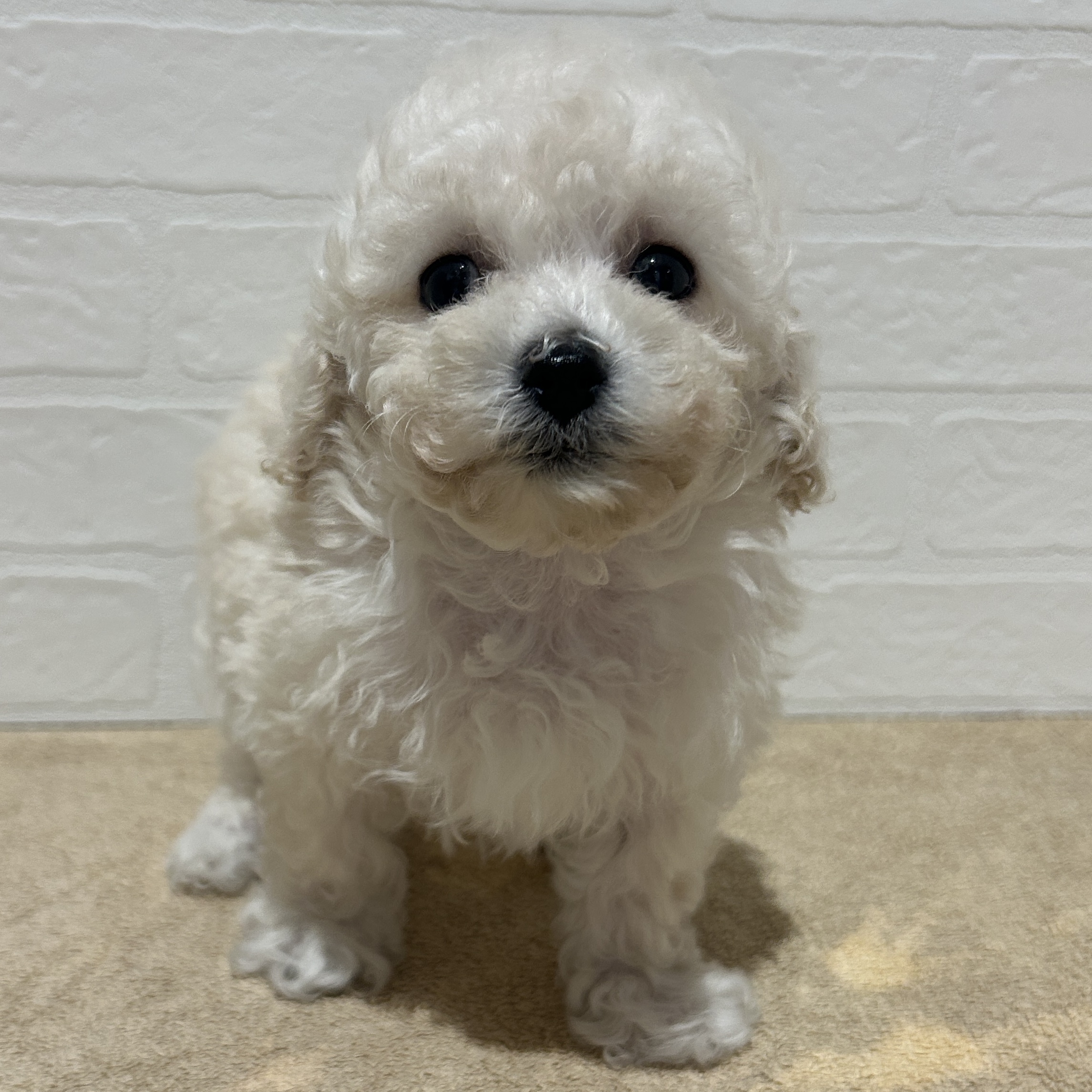 愛知県のトイプードル(トイ) (ペッツワン常滑店/2026年2月6日生まれ/女の子/ホワイト)の子犬の1枚目の画像