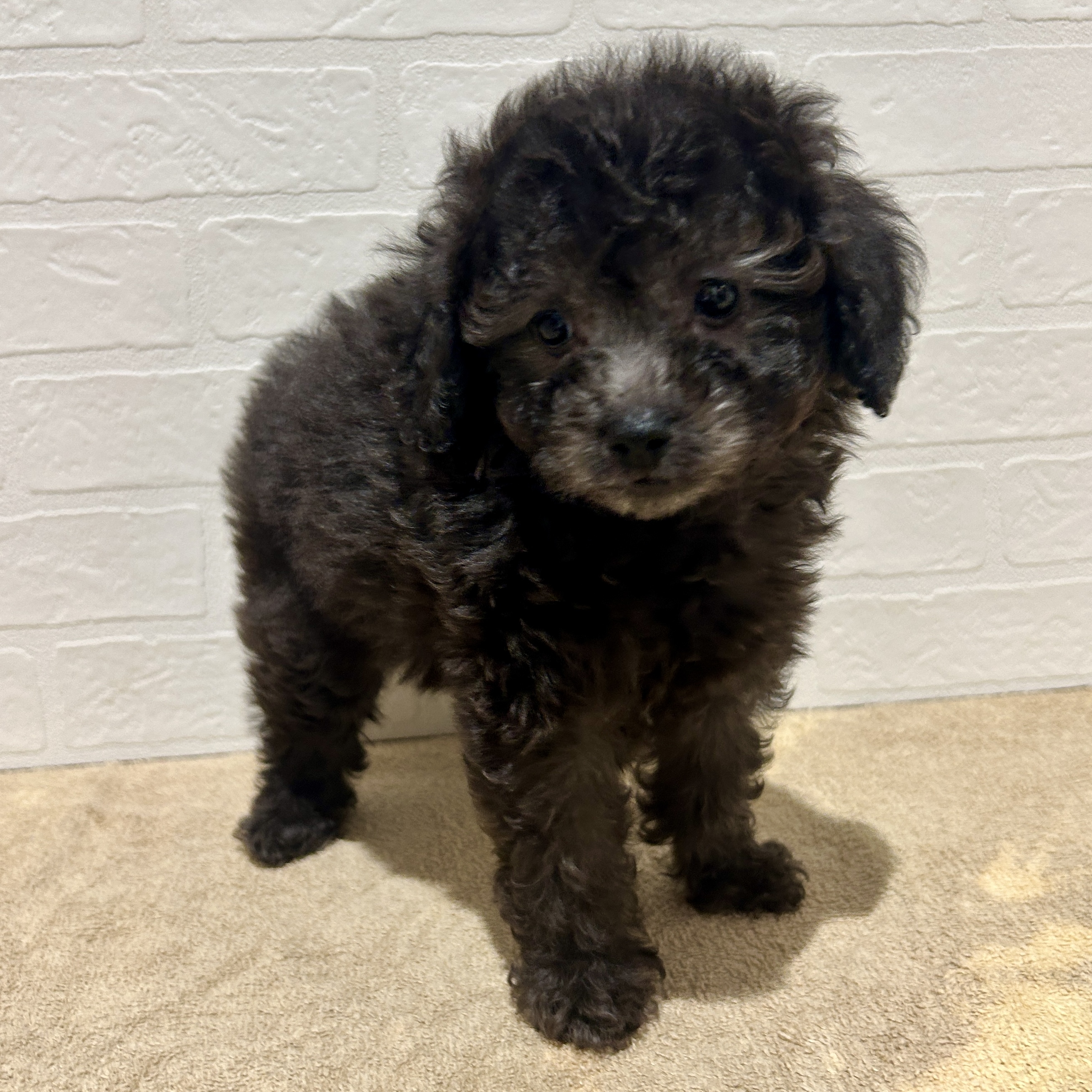 愛知県のトイプードル(トイ) (ペッツワン常滑店/2026年2月8日生まれ/男の子/シルバー)の子犬の2枚目の画像