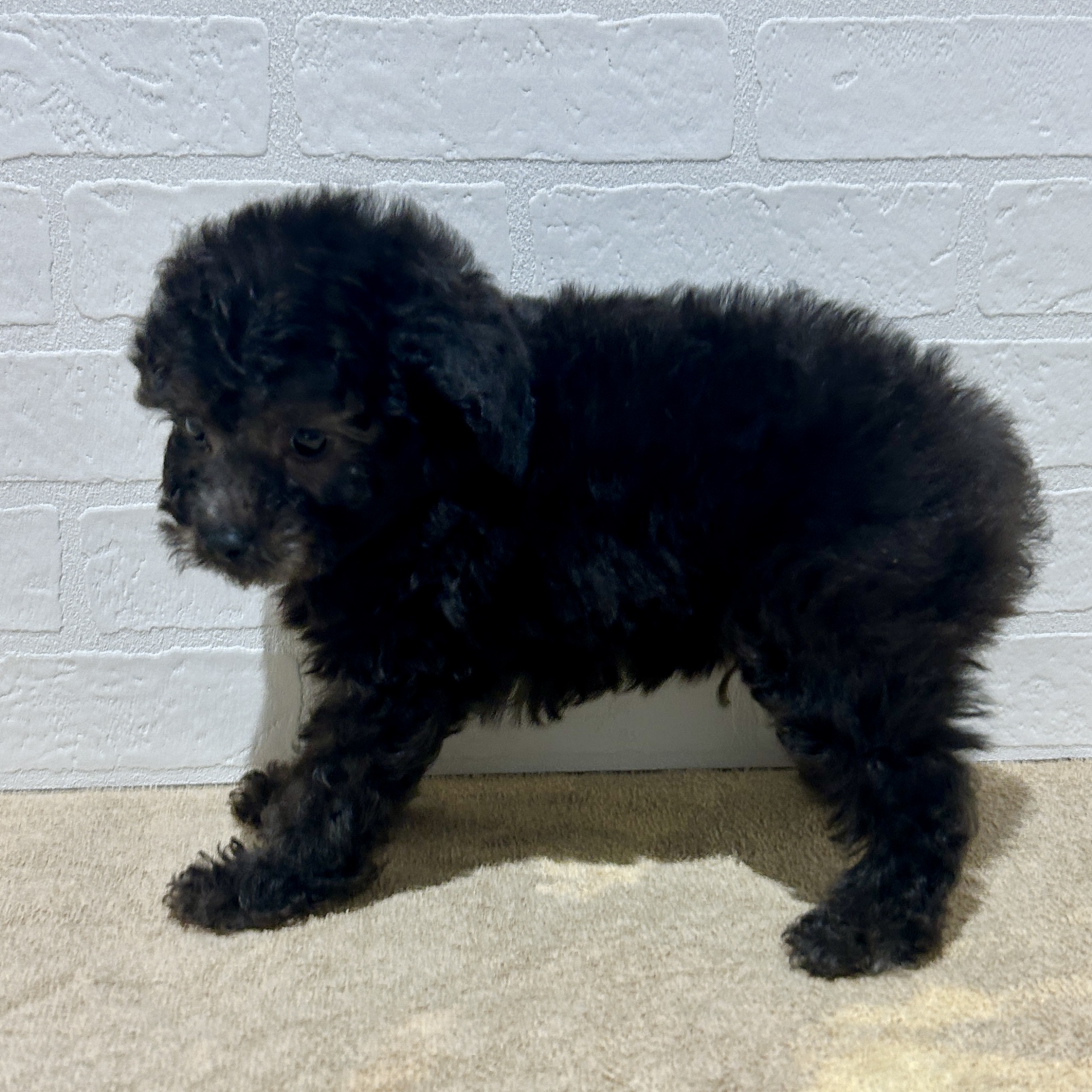 愛知県のトイプードル(トイ) (ペッツワン常滑店/2026年2月8日生まれ/男の子/シルバー)の子犬の3枚目の画像