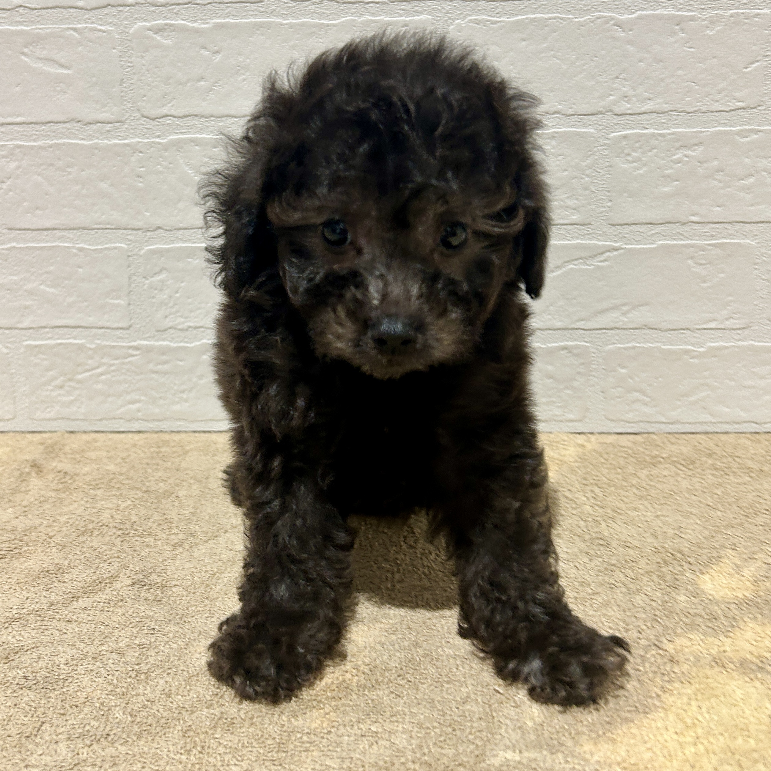 愛知県のトイプードル(トイ) (ペッツワン常滑店/2026年2月8日生まれ/男の子/シルバー)の子犬の1枚目の画像