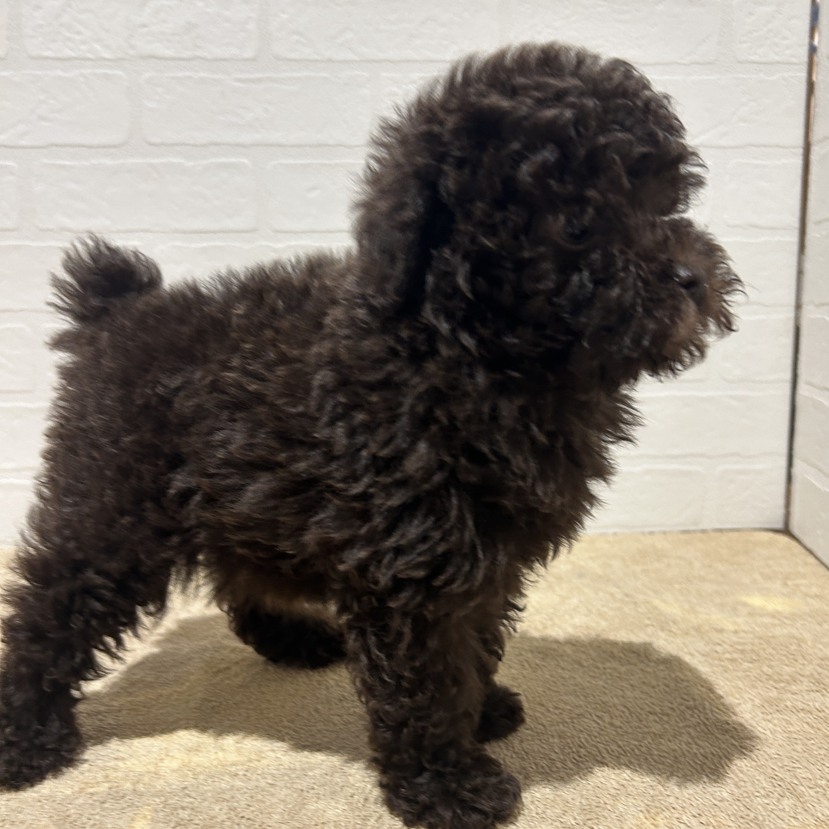 愛知県のトイプードル(トイ) (ペッツワン常滑店/2026年2月6日生まれ/女の子/ブラウン)の子犬の3枚目の画像