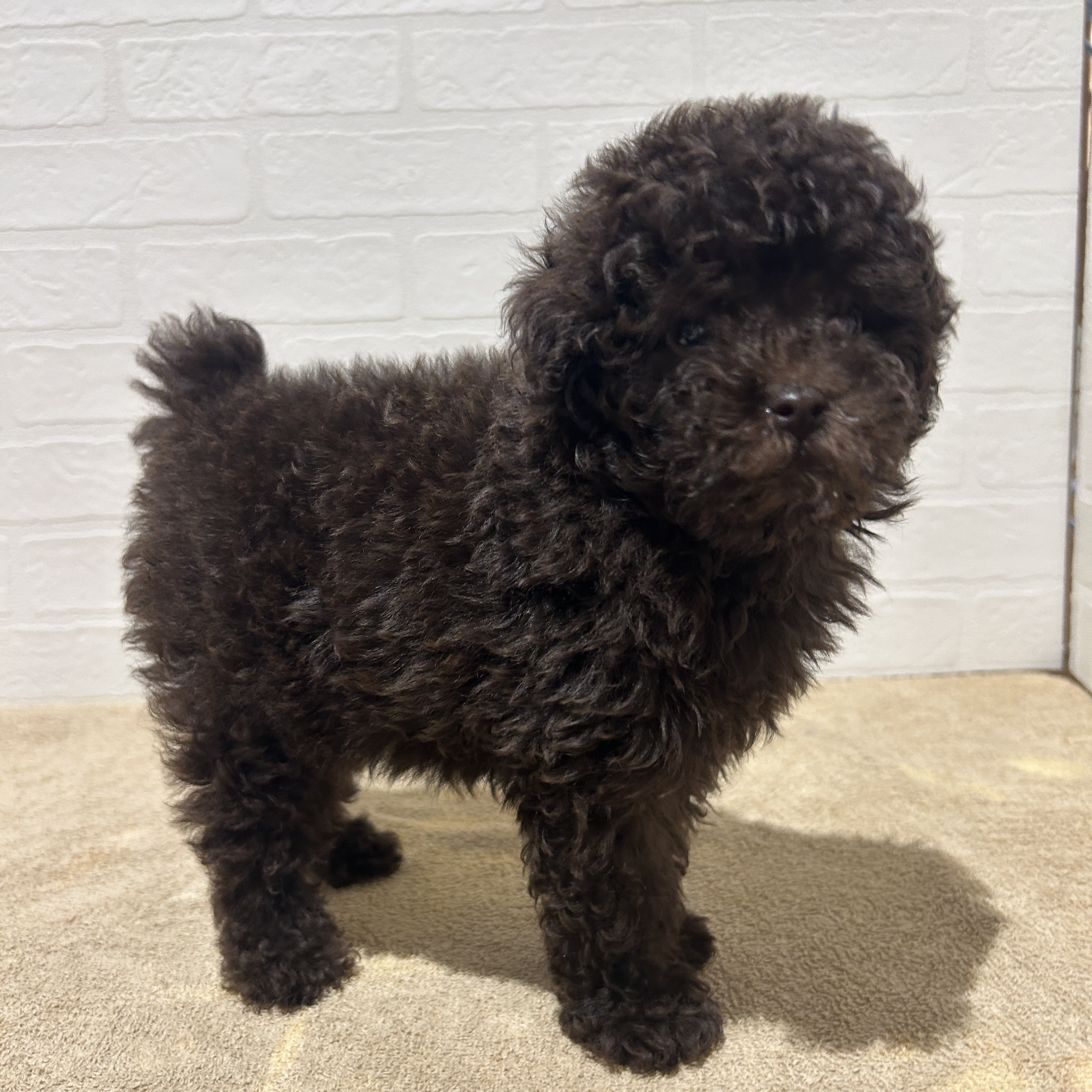 愛知県のトイプードル(トイ) (ペッツワン常滑店/2026年2月6日生まれ/女の子/ブラウン)の子犬の1枚目の画像