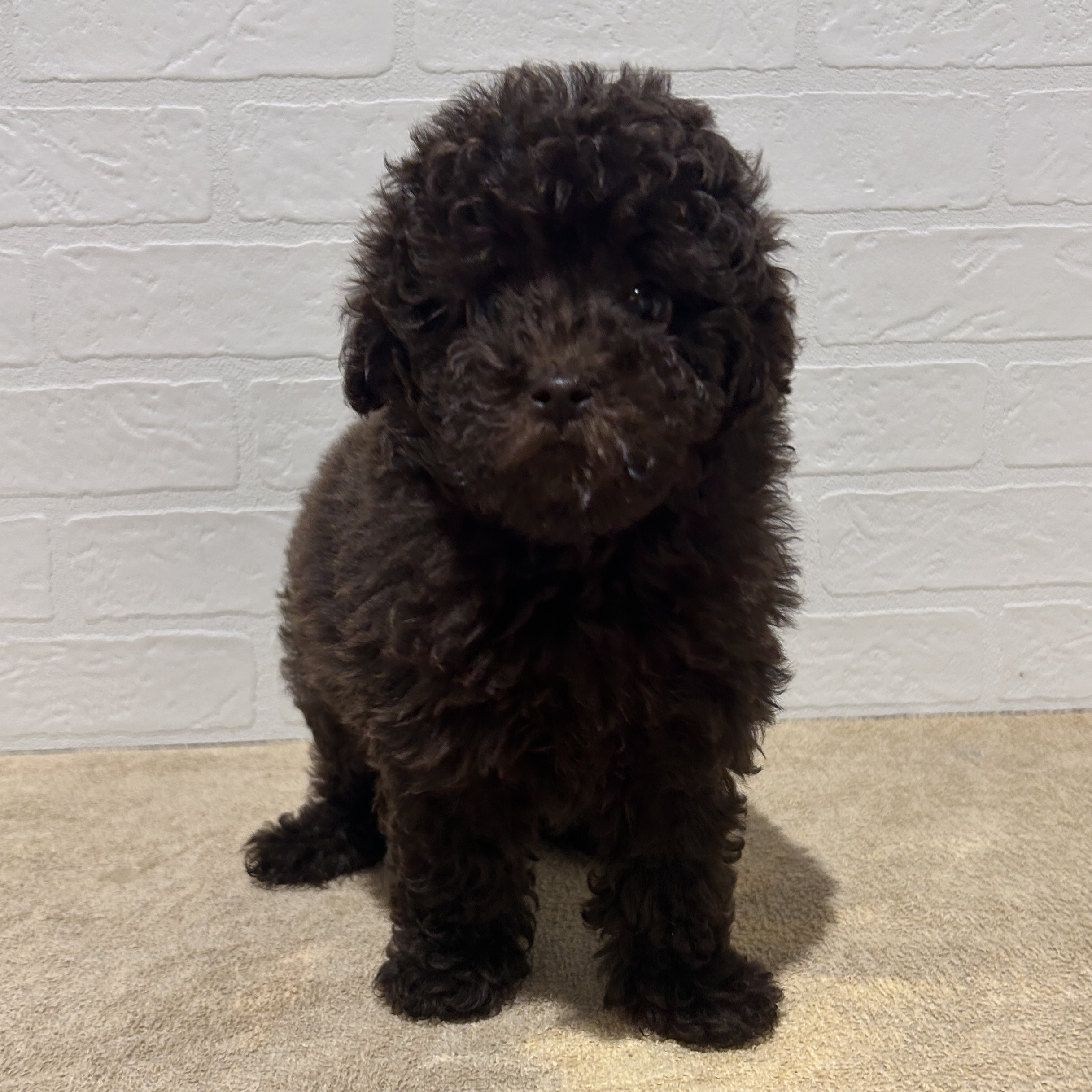 愛知県のトイプードル(トイ) (ペッツワン常滑店/2026年2月6日生まれ/女の子/ブラウン)の子犬の2枚目の画像