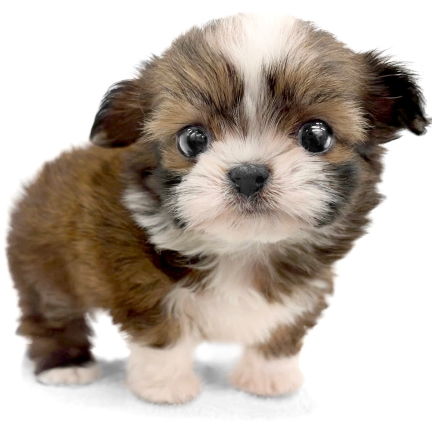 神奈川県のハーフ犬・ミックス犬 (ペッツワン城山店/2026年2月7日生まれ/女の子/ゴールドホワイト)の子犬