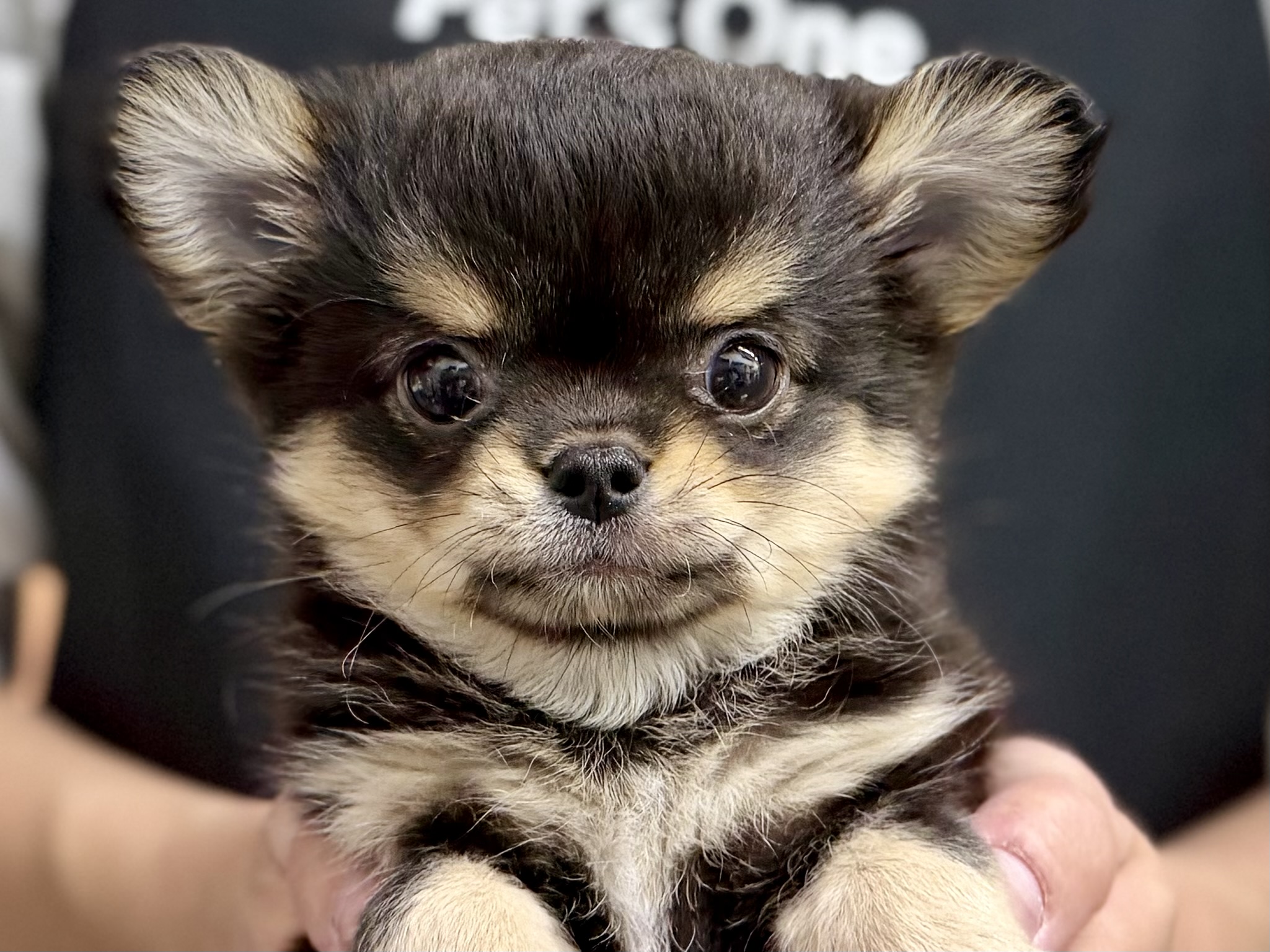 愛知県のチワワ(ロング) (ペッツワン名古屋堀田店/2026年2月8日生まれ/男の子/ブラックタン)の子犬