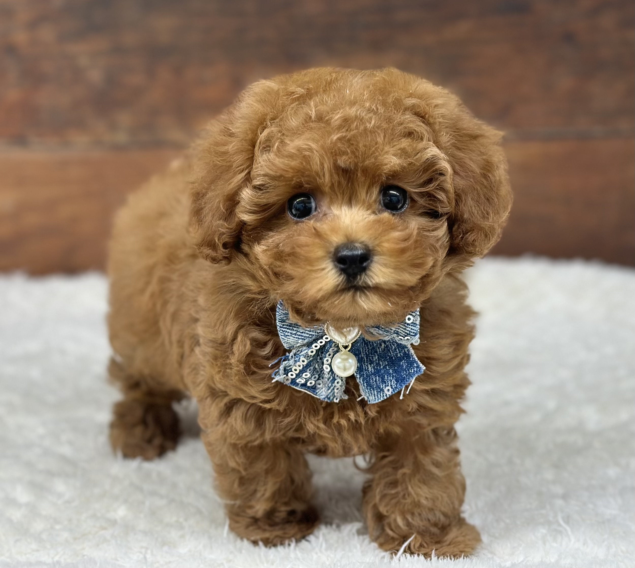 愛知県のトイプードル(トイ) (ペッツワン名古屋大高インター店/2026年2月2日生まれ/女の子/レッド)の子犬の3枚目の画像