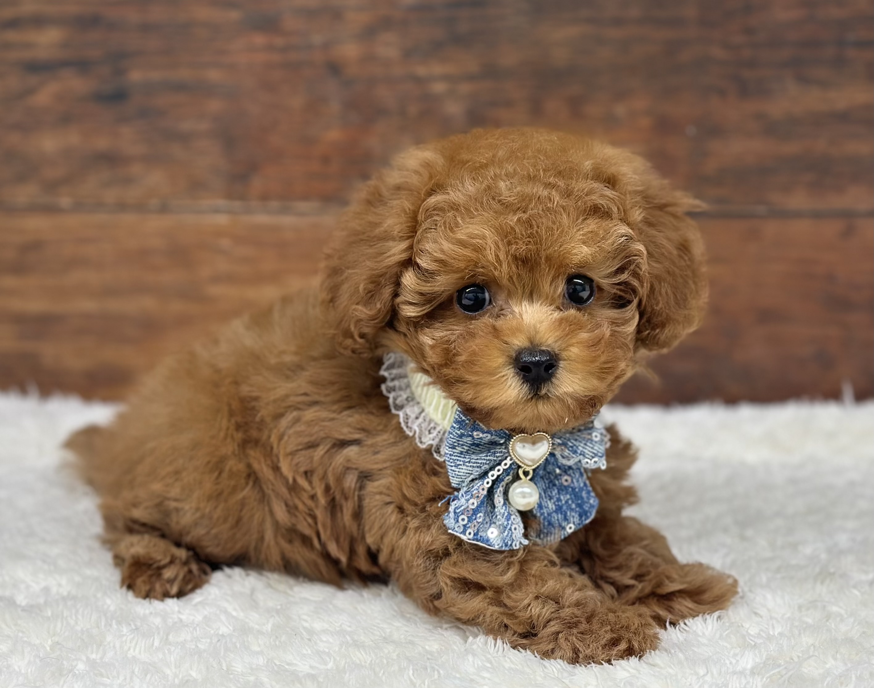 愛知県のトイプードル(トイ) (ペッツワン名古屋大高インター店/2026年2月2日生まれ/女の子/レッド)の子犬の1枚目の画像