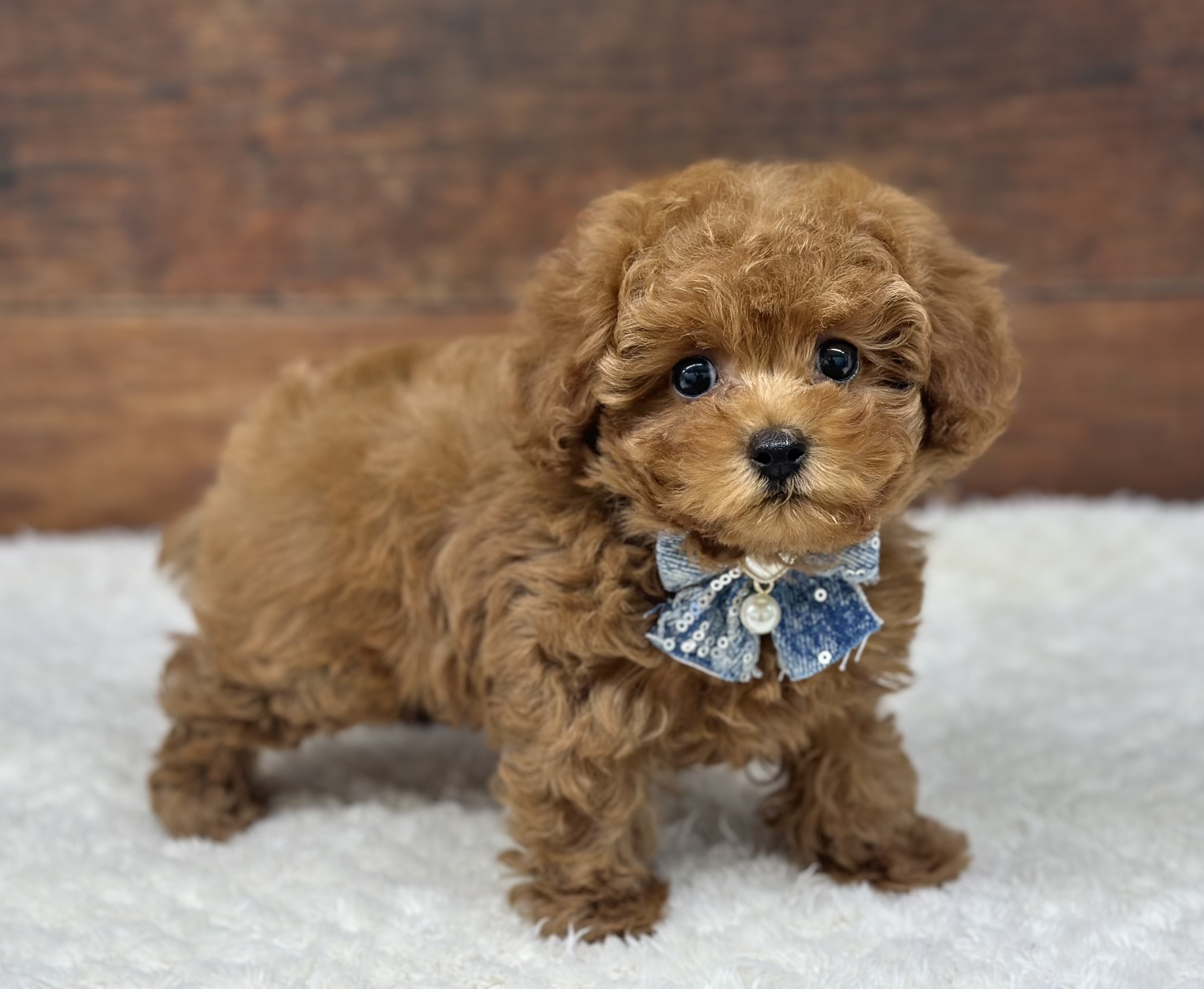 愛知県のトイプードル(トイ) (ペッツワン名古屋大高インター店/2026年2月2日生まれ/女の子/レッド)の子犬の2枚目の画像