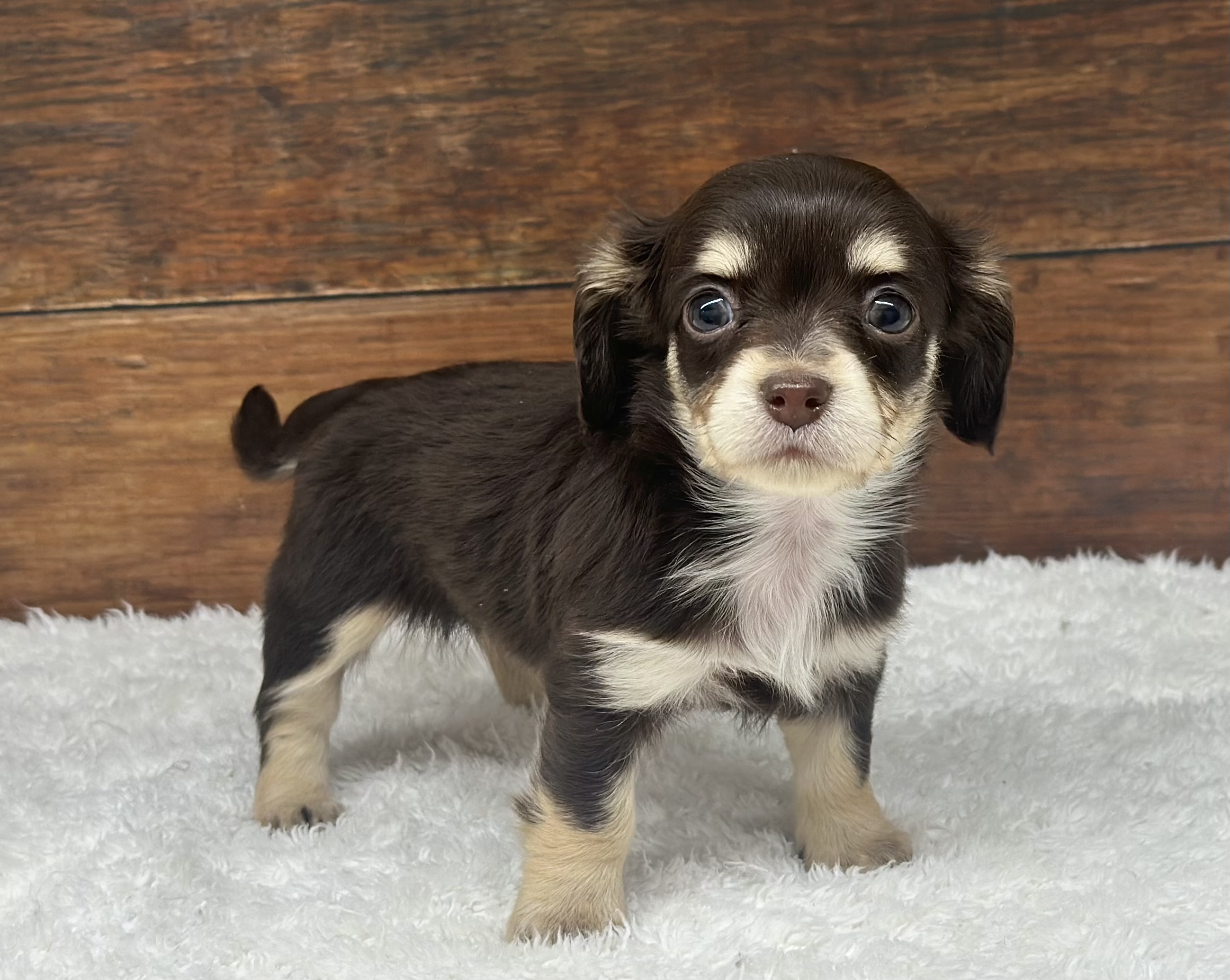 愛知県のハーフ犬・ミックス犬 (ペッツワン名古屋大高インター店/2026年2月3日生まれ/女の子/チョコレートタン)の子犬の2枚目の画像