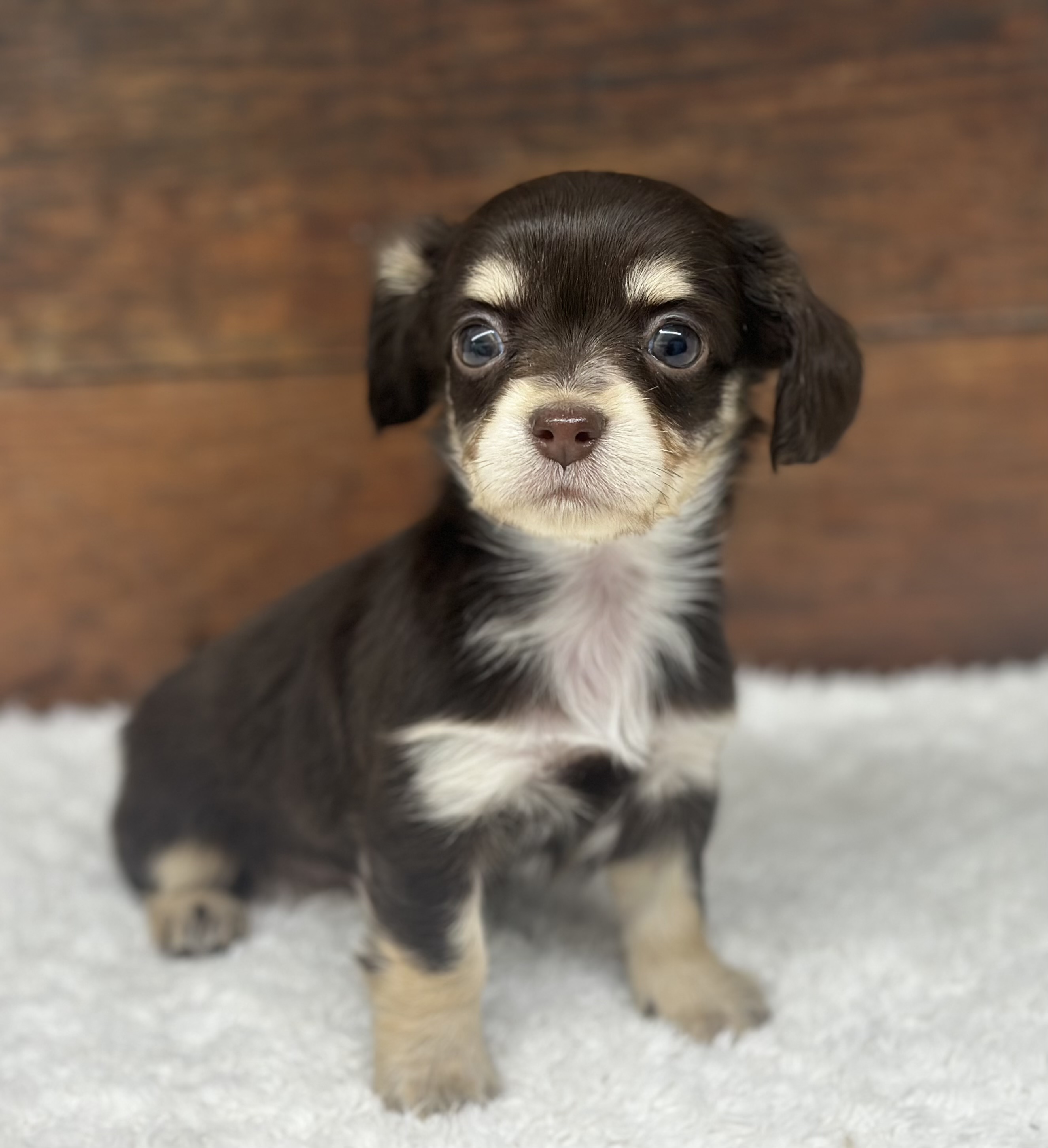 愛知県のハーフ犬・ミックス犬 (ペッツワン名古屋大高インター店/2026年2月3日生まれ/女の子/チョコレートタン)の子犬の3枚目の画像