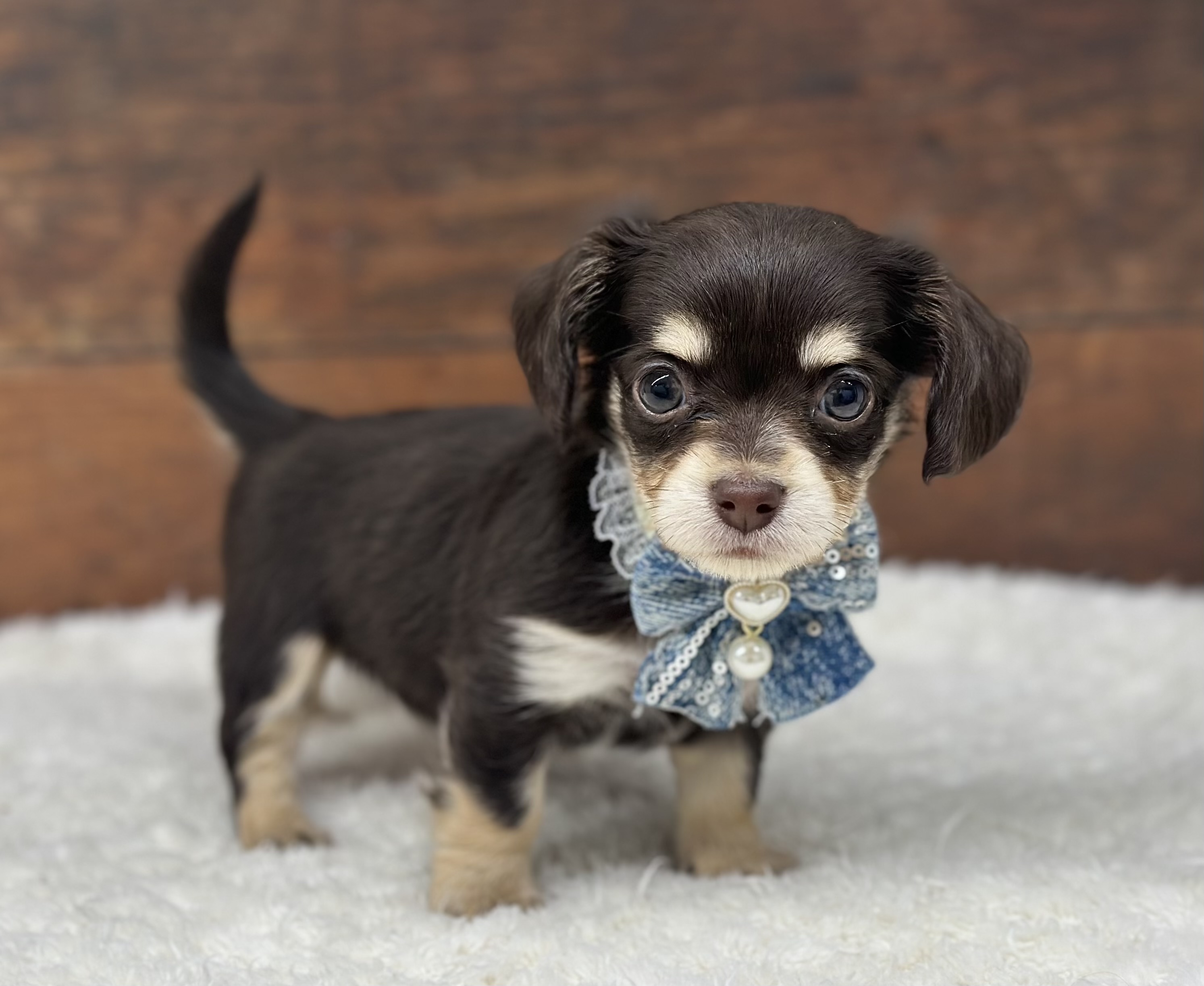 愛知県のハーフ犬・ミックス犬 (ペッツワン名古屋大高インター店/2026年2月3日生まれ/女の子/チョコレートタン)の子犬の1枚目の画像