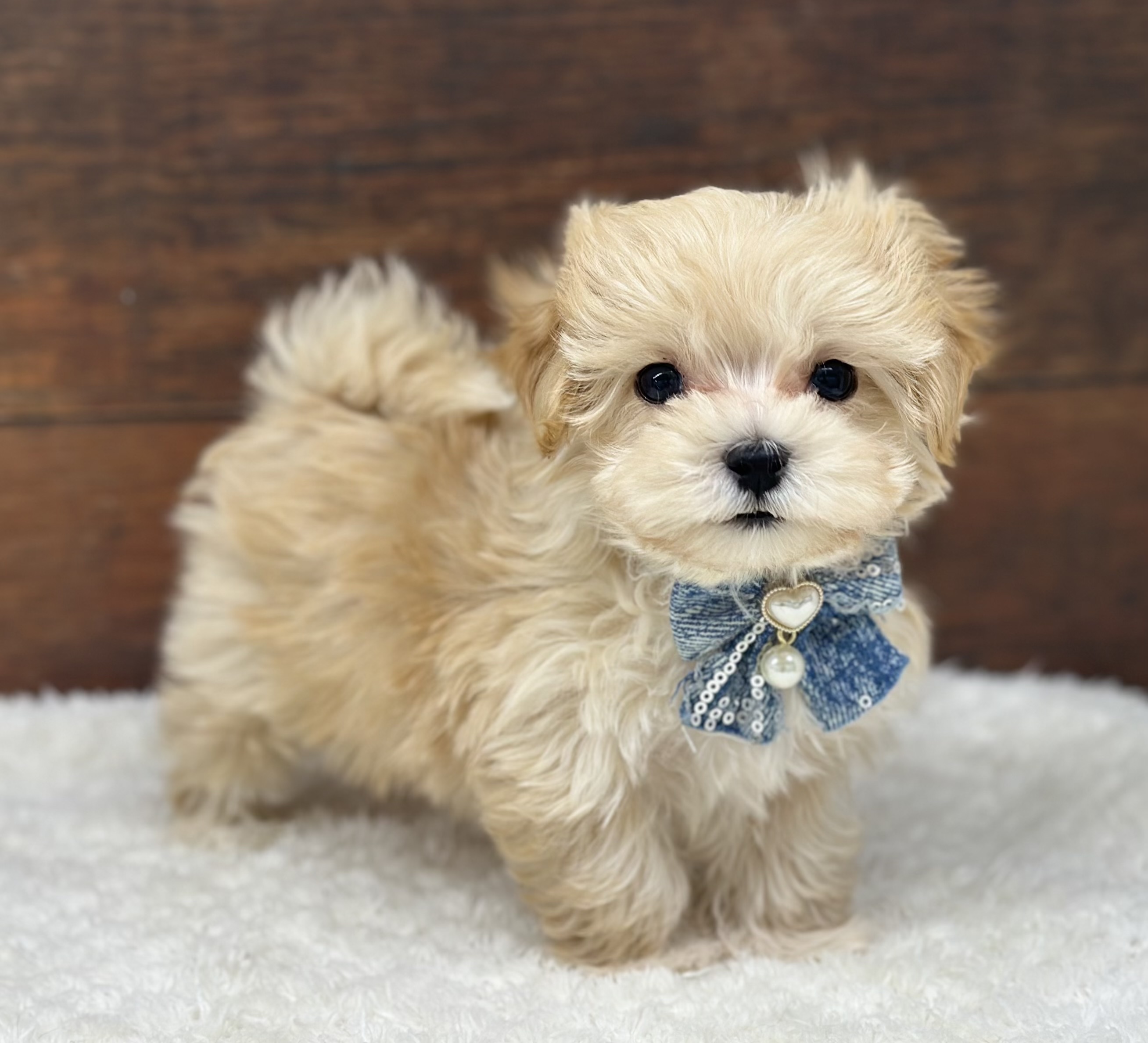 愛知県のハーフ犬・ミックス犬 (ペッツワン名古屋大高インター店/2026年2月5日生まれ/男の子/クリーム)の子犬の1枚目の画像