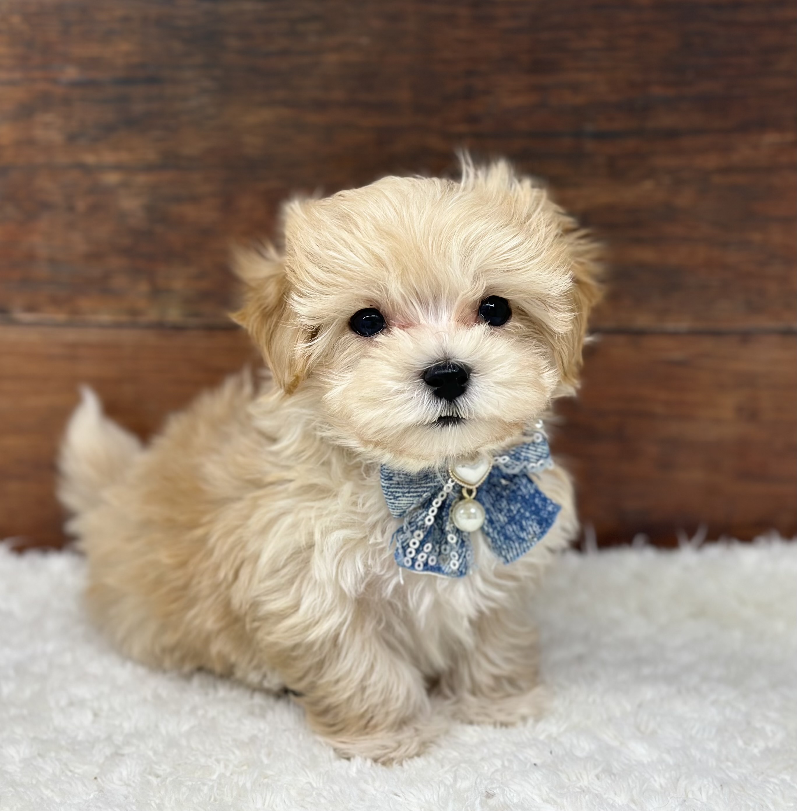 愛知県のハーフ犬・ミックス犬 (ペッツワン名古屋大高インター店/2026年2月5日生まれ/男の子/クリーム)の子犬の2枚目の画像