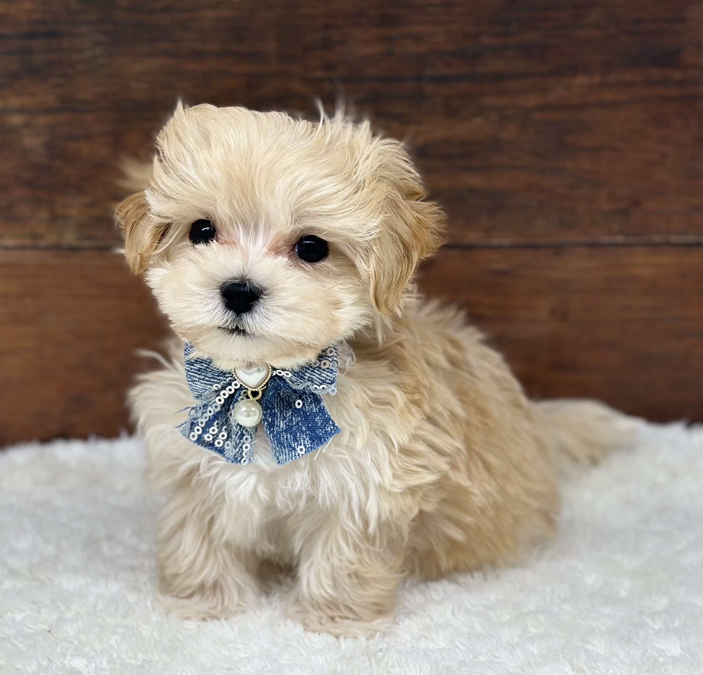 愛知県のハーフ犬・ミックス犬 (ペッツワン名古屋大高インター店/2026年2月5日生まれ/男の子/クリーム)の子犬の3枚目の画像