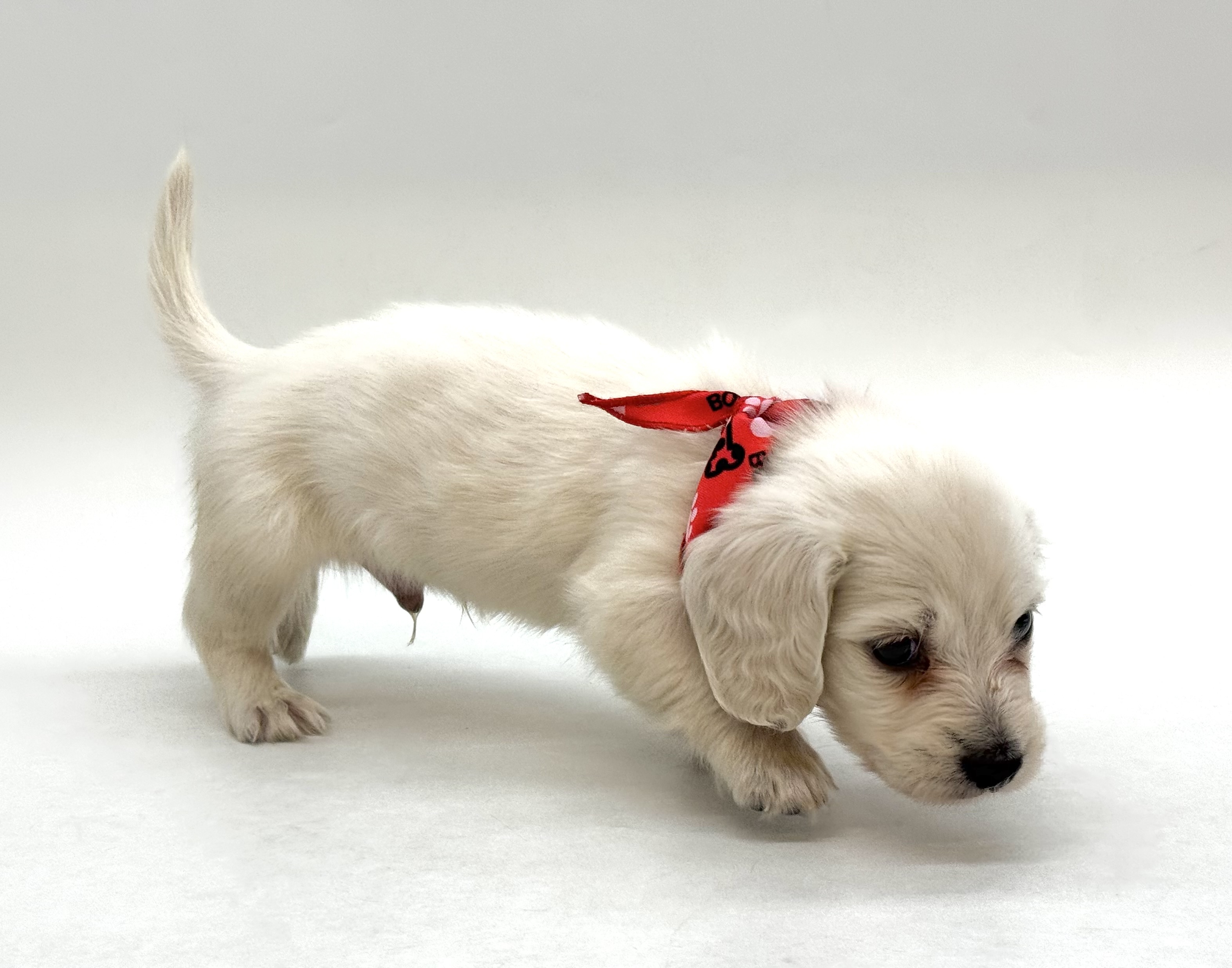 埼玉県のミニチュアダックスフンド(ロング) (ペッツワン深谷川本店/2026年1月31日生まれ/男の子/ホワイト)の子犬の2枚目の画像