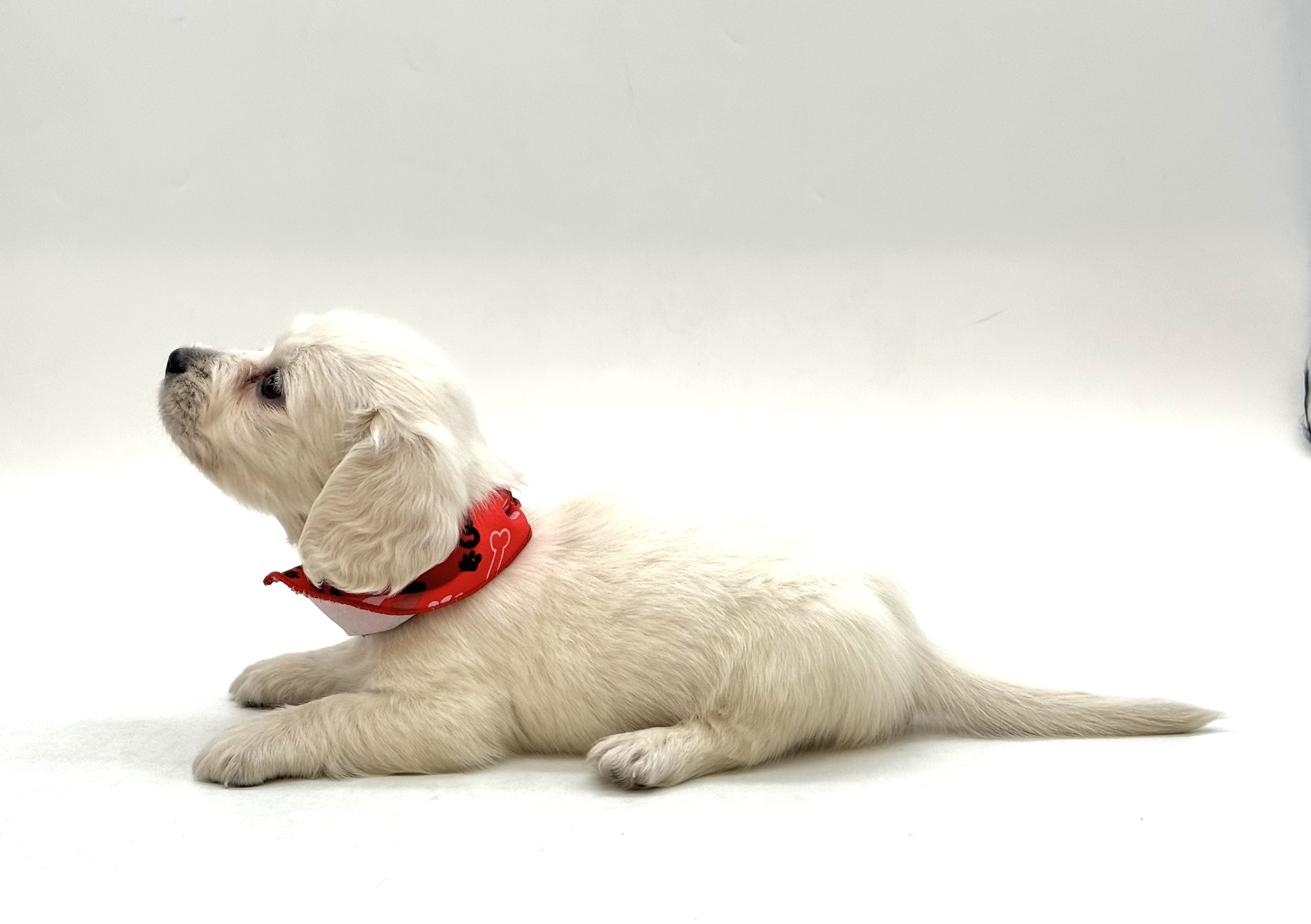 埼玉県のミニチュアダックスフンド(ロング) (ペッツワン深谷川本店/2026年1月31日生まれ/男の子/ホワイト)の子犬の3枚目の画像