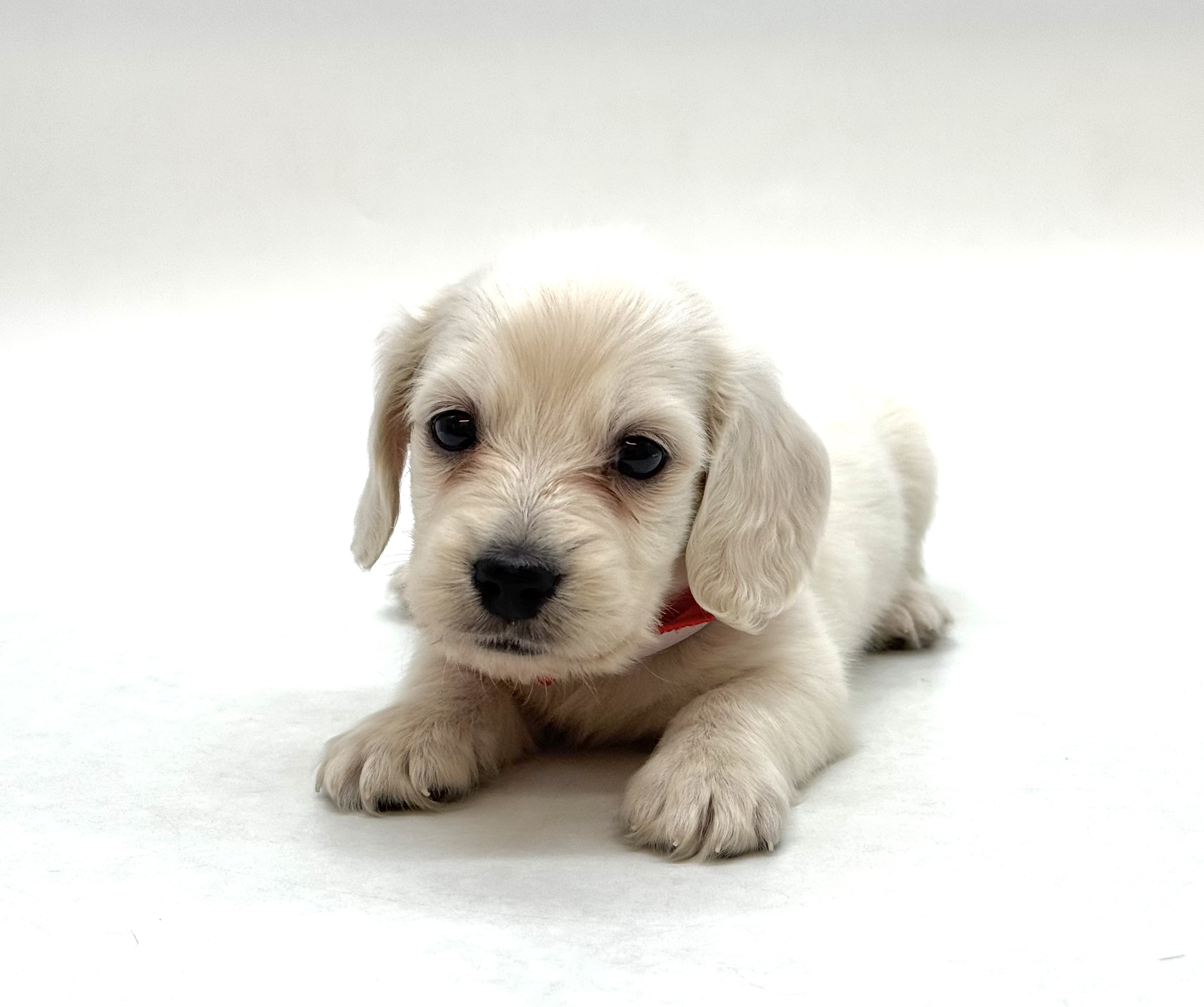 埼玉県のミニチュアダックスフンド(ロング) (ペッツワン深谷川本店/2026年1月31日生まれ/男の子/ホワイト)の子犬の1枚目の画像