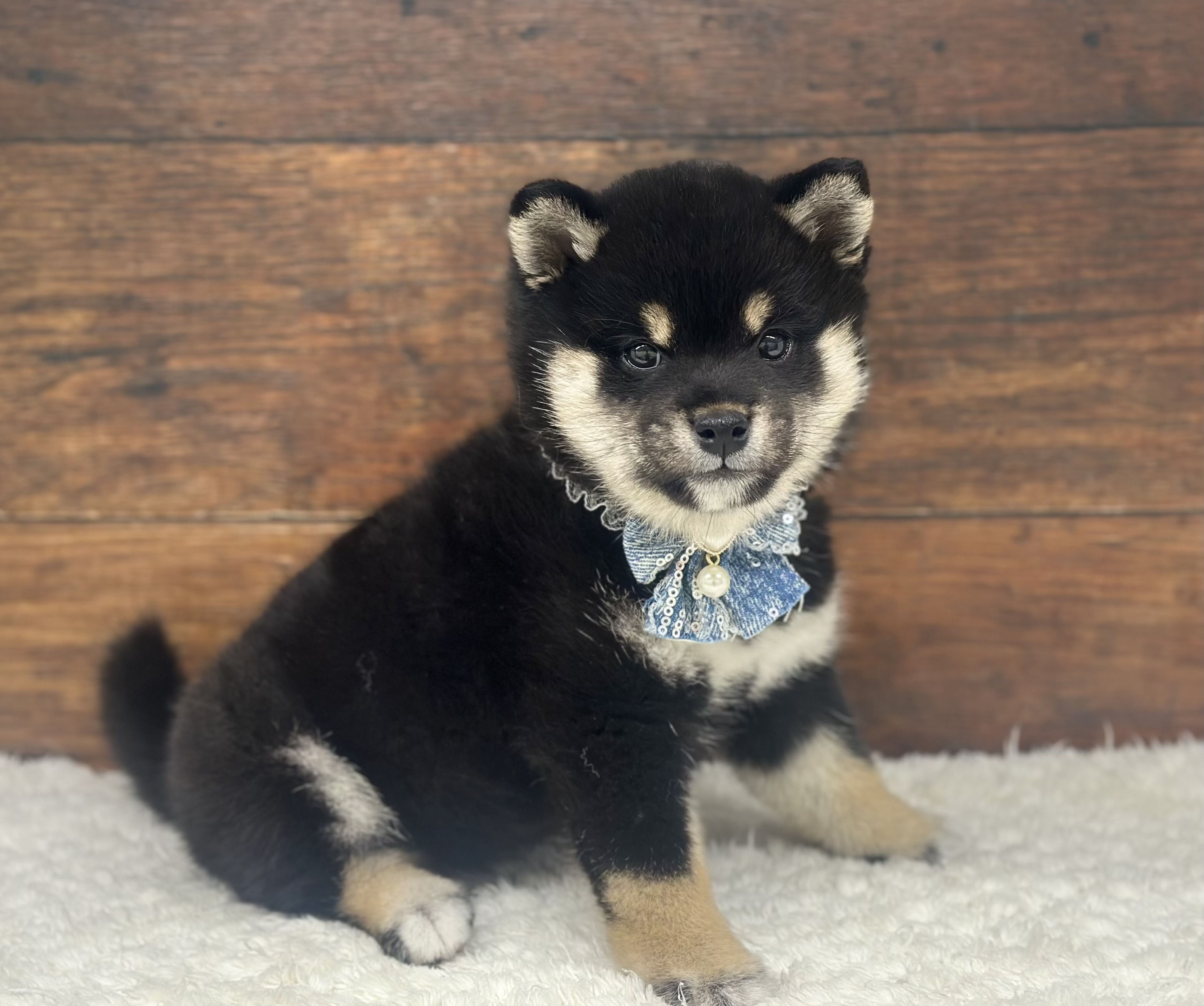 愛知県の柴犬(標準サイズ) (ペッツワン名古屋大高インター店/2026年2月4日生まれ/女の子/黒)の子犬