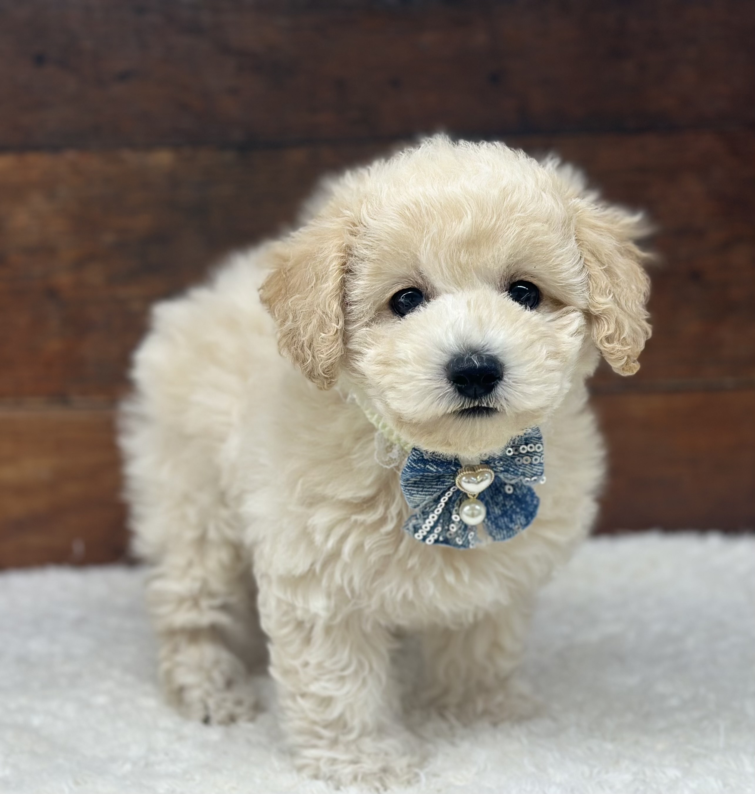 愛知県のハーフ犬・ミックス犬 (ペッツワン名古屋大高インター店/2026年2月3日生まれ/女の子/クリーム)の子犬の2枚目の画像