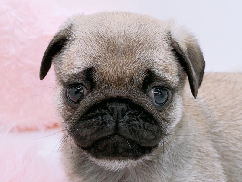 愛知県のパグ (ペッツワン小牧店/2026年2月5日生まれ/男の子/フォーン)の子犬