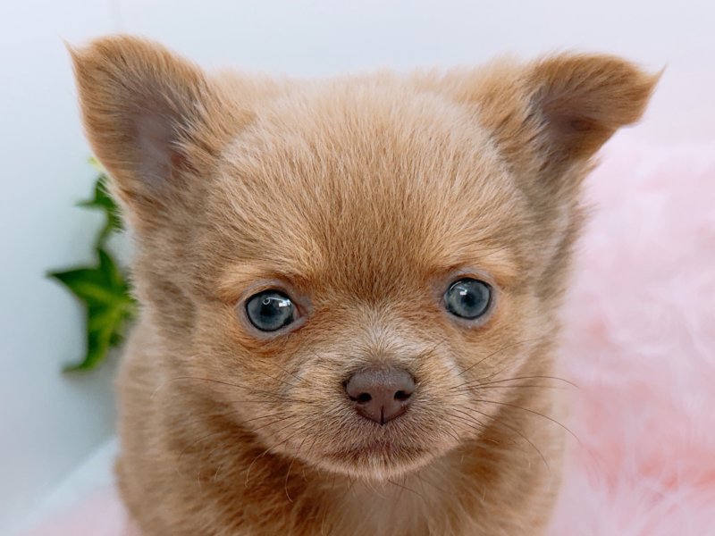 愛知県のチワワ(ロング) (ペッツワン小牧店/2026年2月7日生まれ/女の子/イザベラホワイト)の子犬