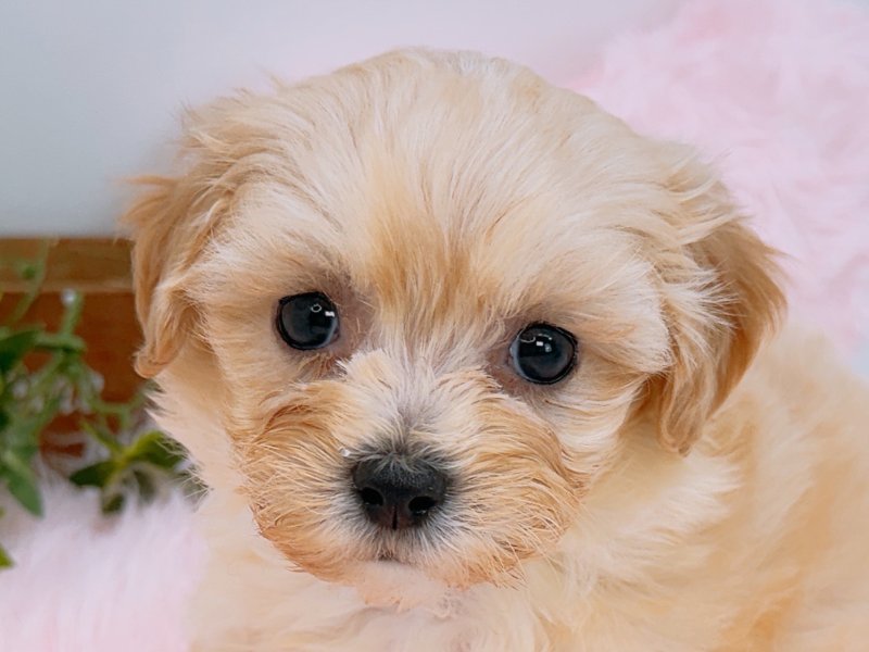 愛知県のハーフ犬・ミックス犬 (ペッツワン小牧店/2026年2月7日生まれ/女の子/クリーム)の子犬