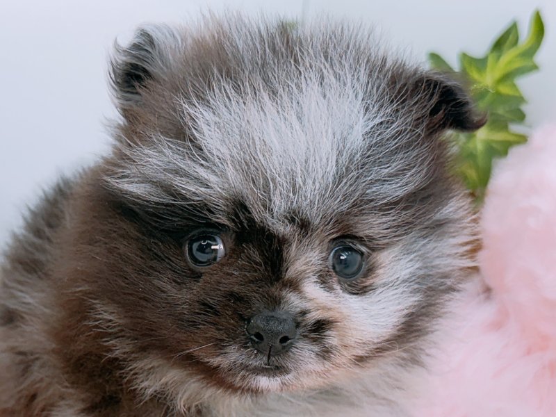 愛知県のポメラニアン (ペッツワン小牧店/2026年2月7日生まれ/男の子/ブルーマール)の子犬