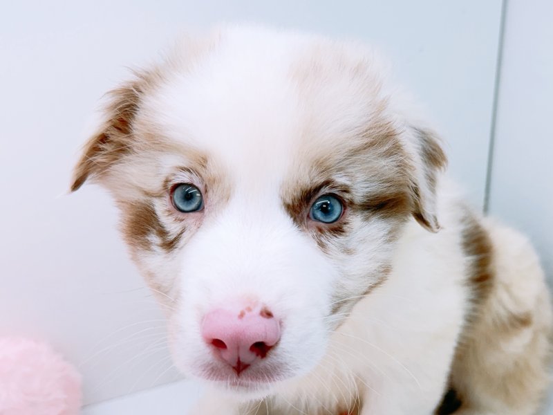 愛知県のオーストラリアンシェパード (ペッツワン小牧店/2026年2月3日生まれ/男の子/レッドマール)の子犬